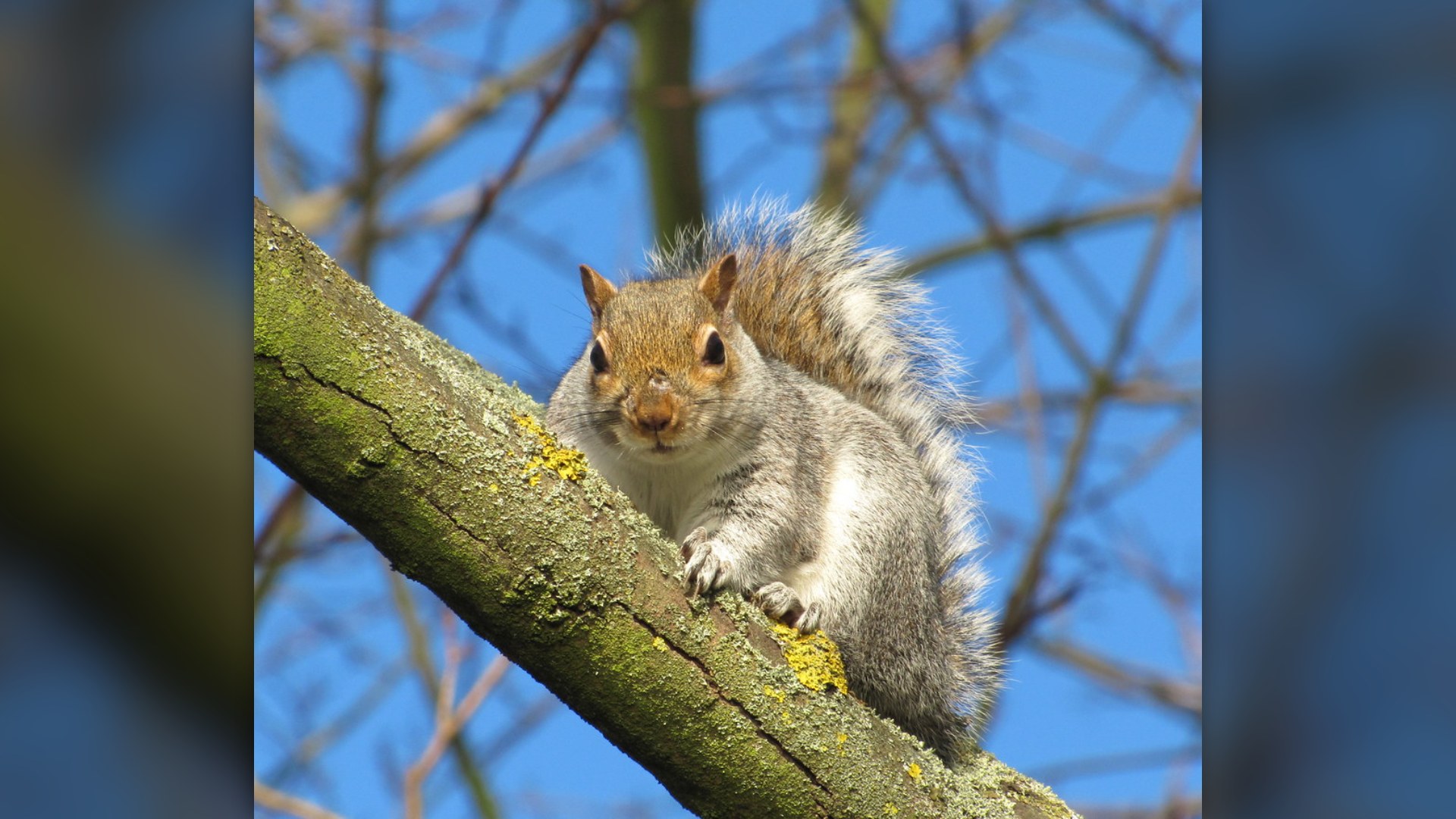 #14. The Squirrel