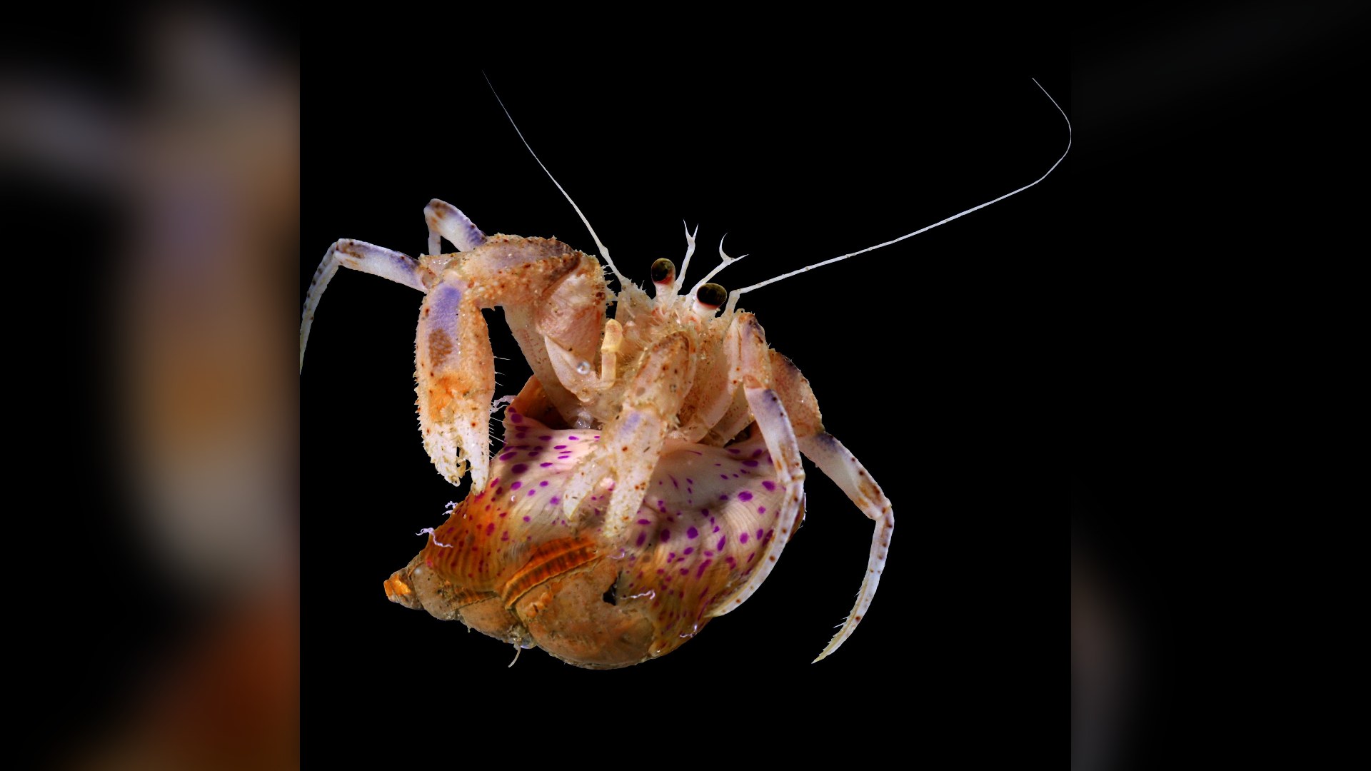 9. Hermit Crab And Sea Anemone
