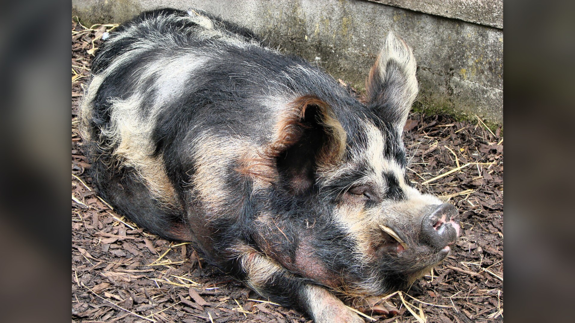 #10. The Pig