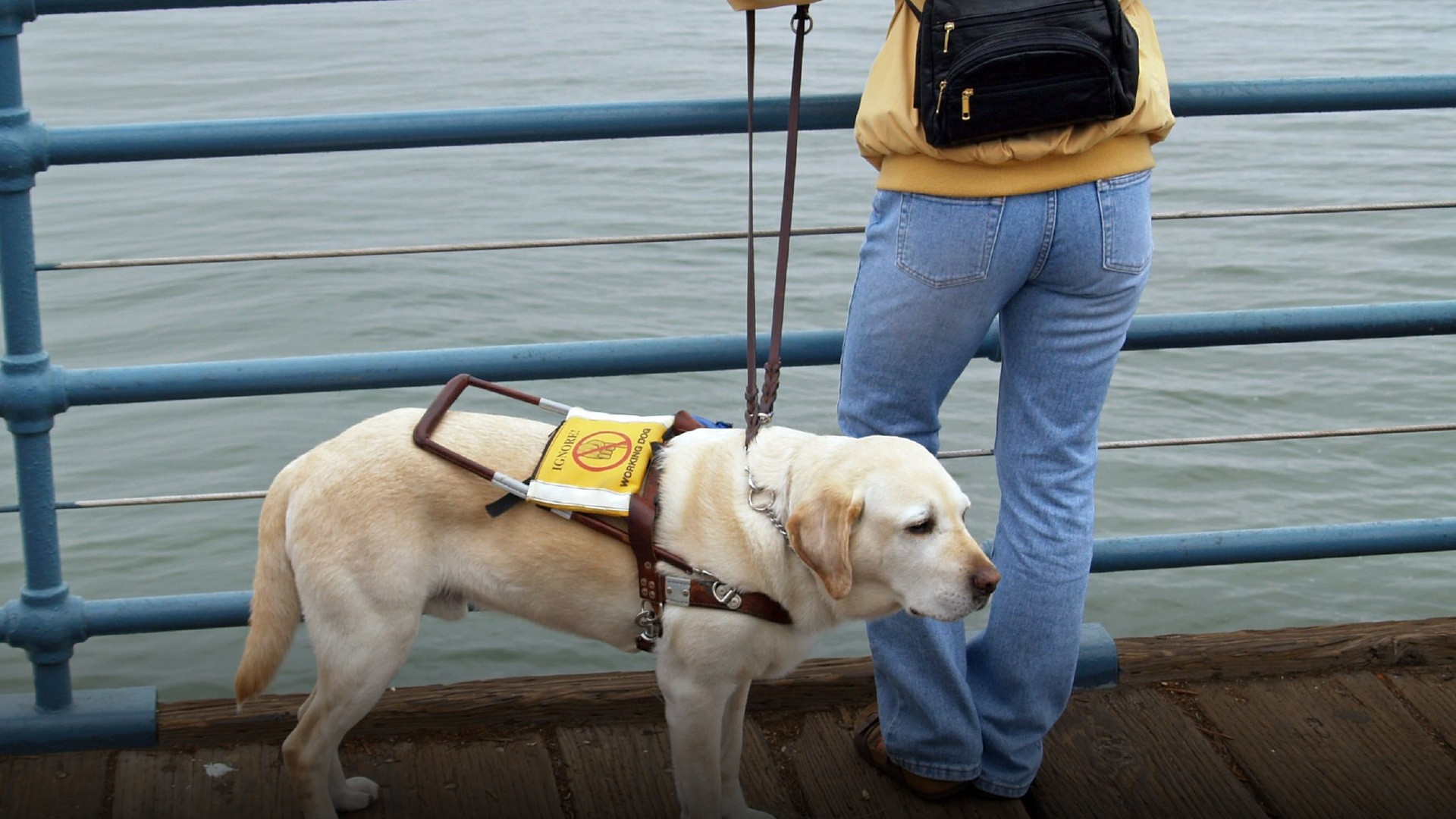 A dedicated yellow Labrador Retriever wearing a professional service assistance dog harness.