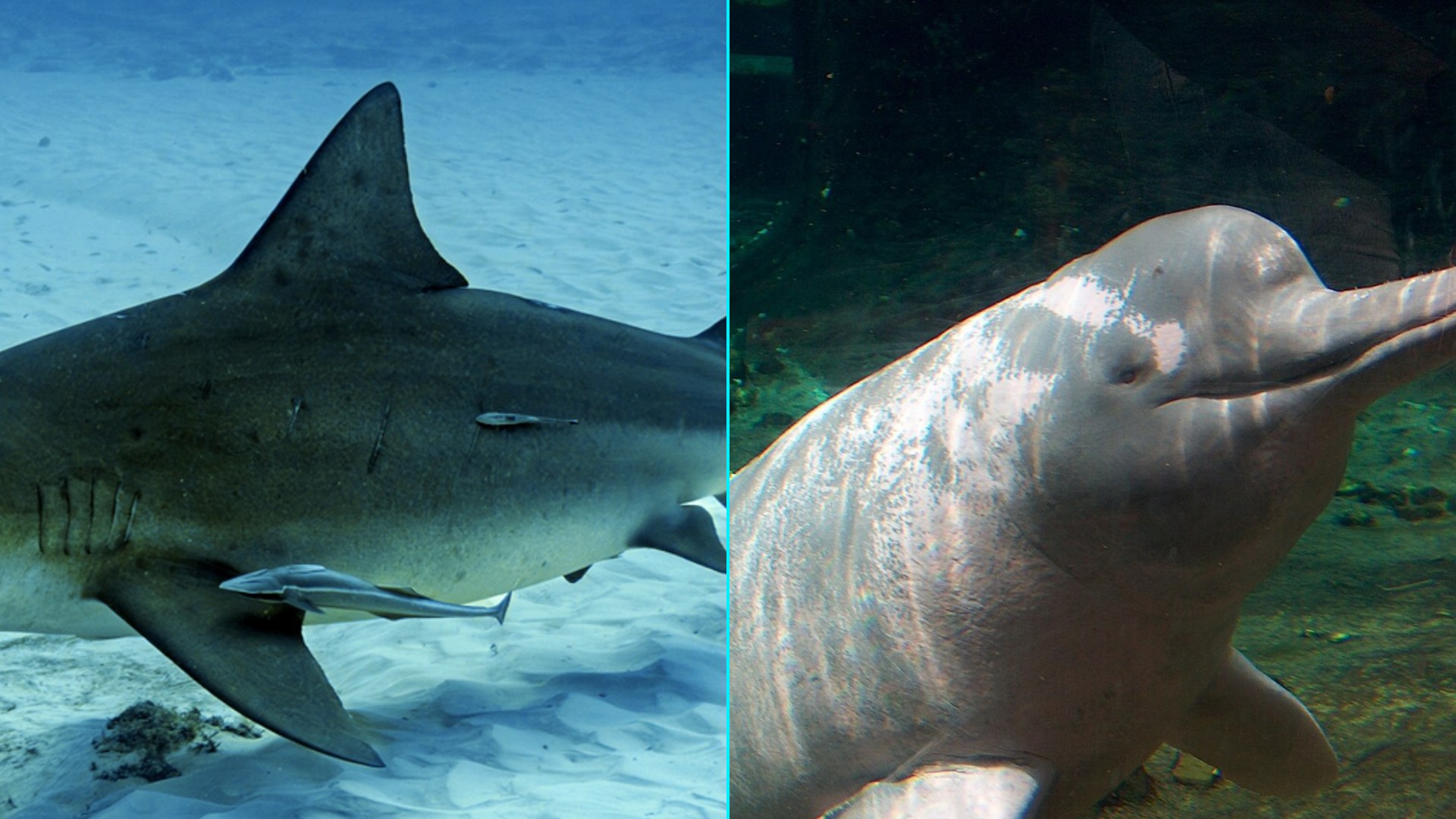 Incredible Animals That Live in Rivers