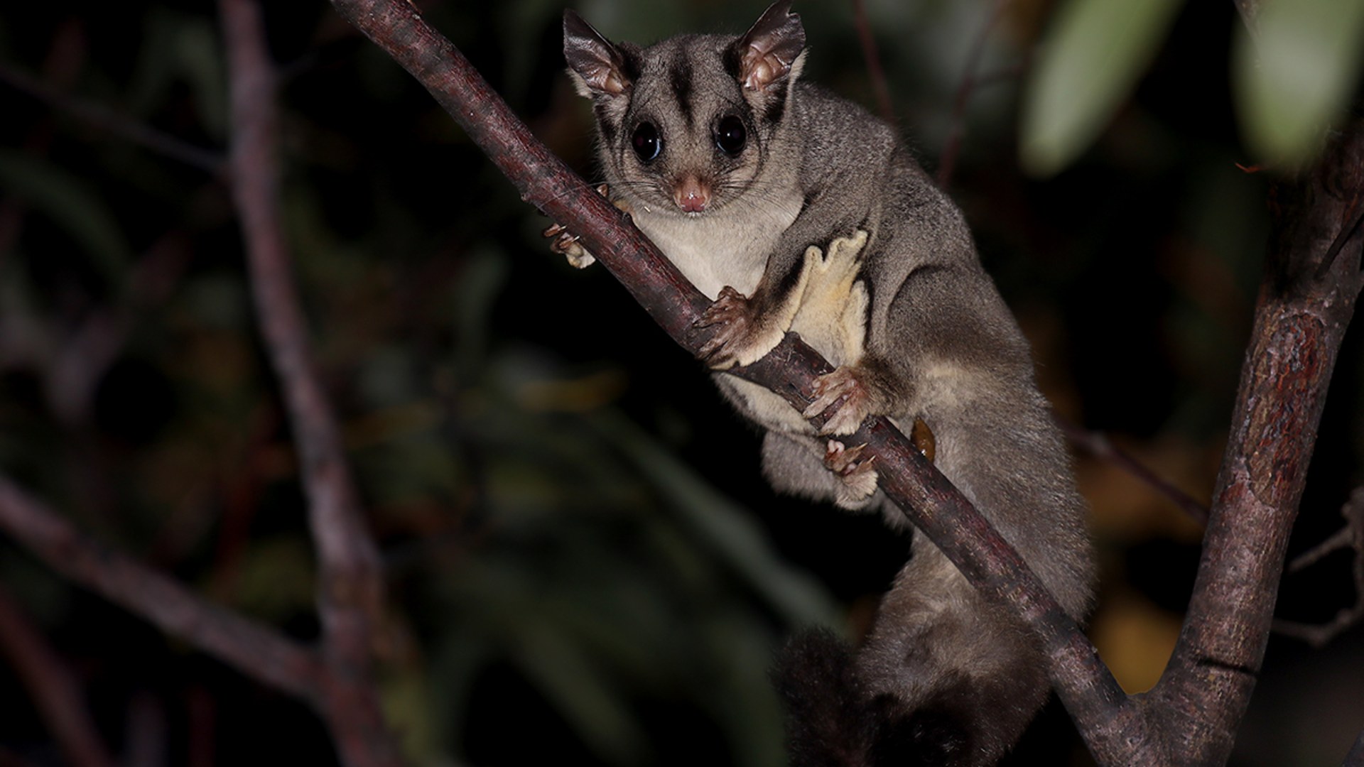 4. Sugar Glider