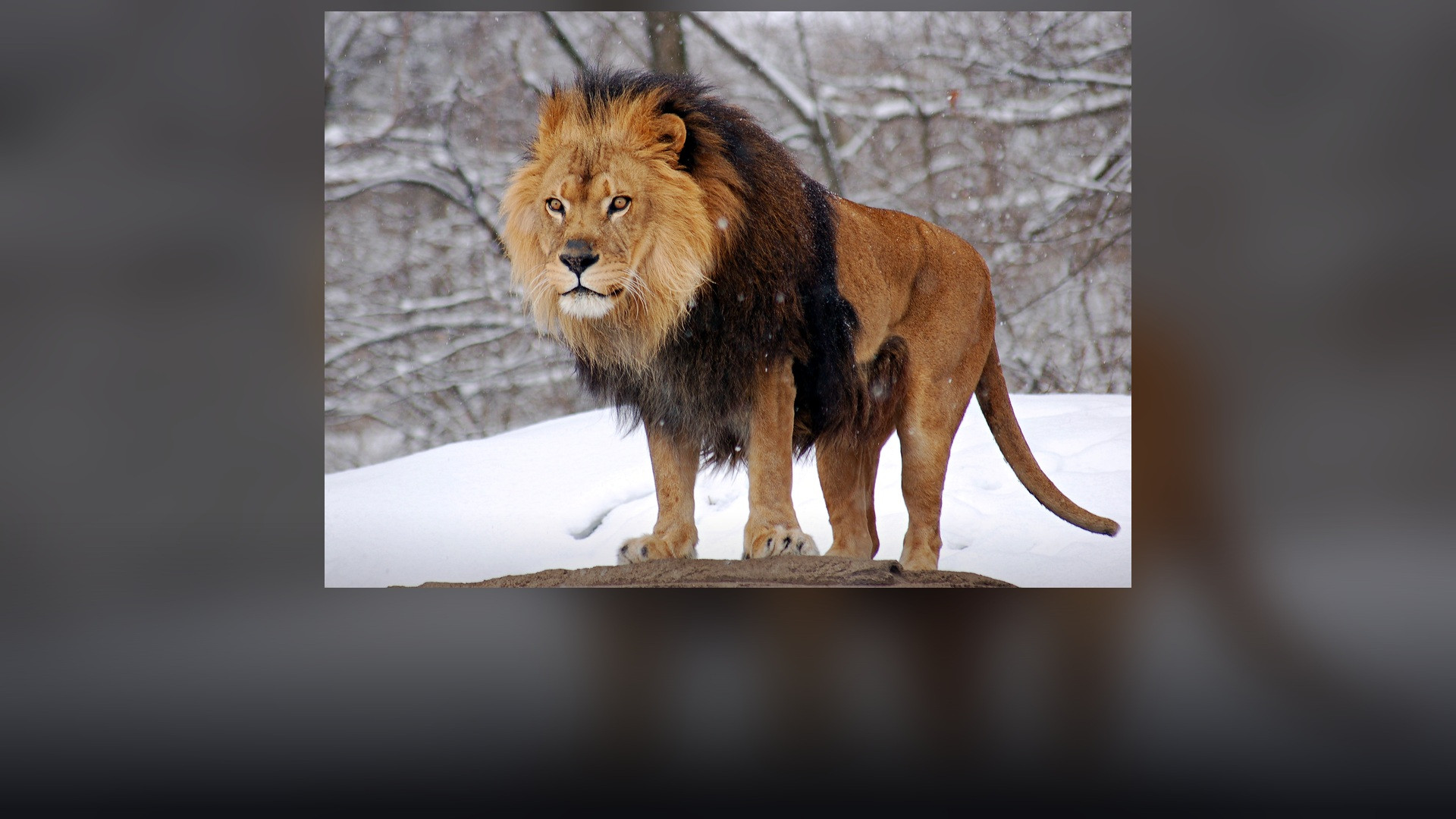 A male African lion with a dark golden mane looking directly into camera.