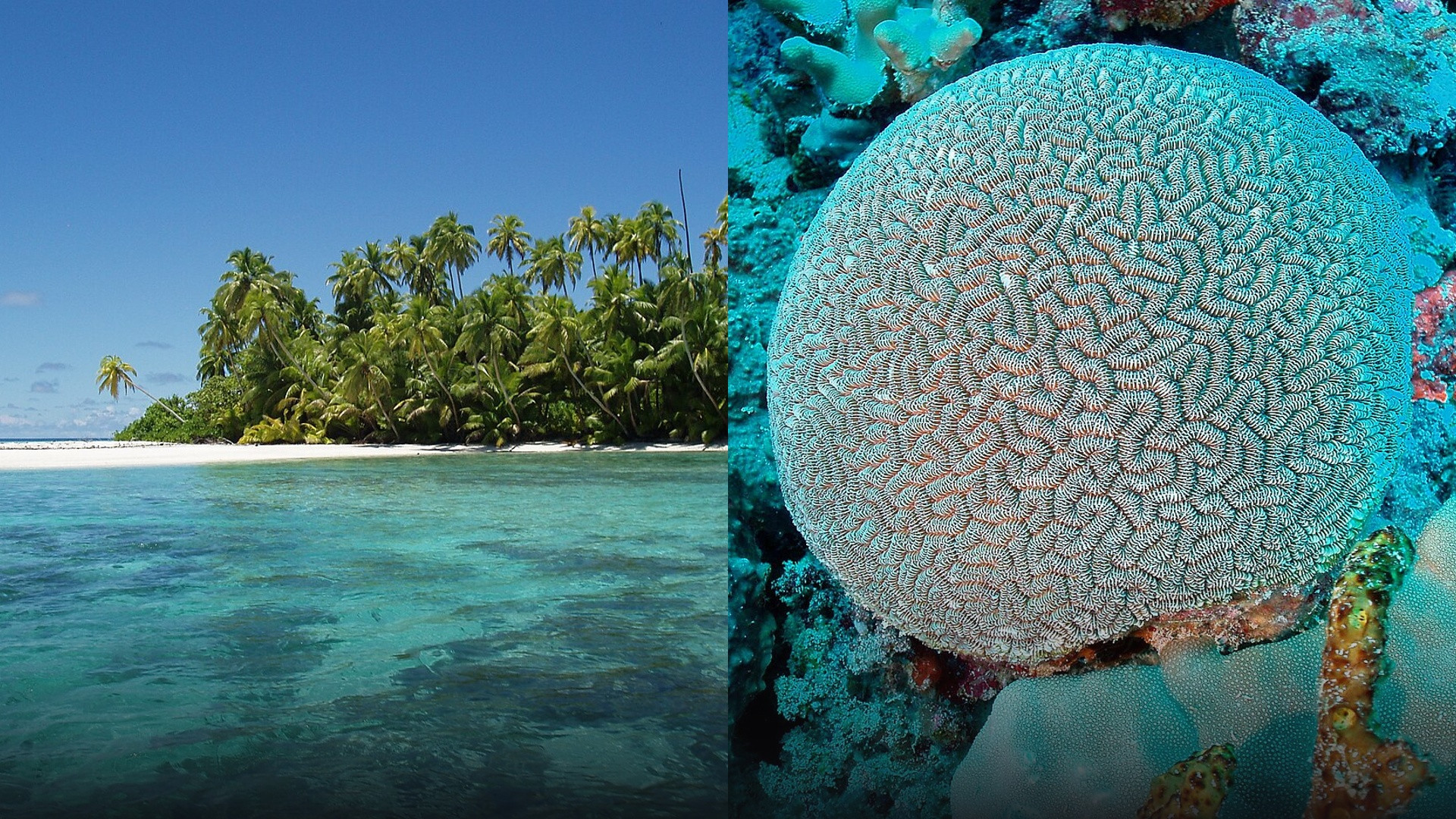 Split view of the Chagos Archipelago featuring the turquoise atoll lagoon and the living endemic Chagos brain coral beneath the waves.