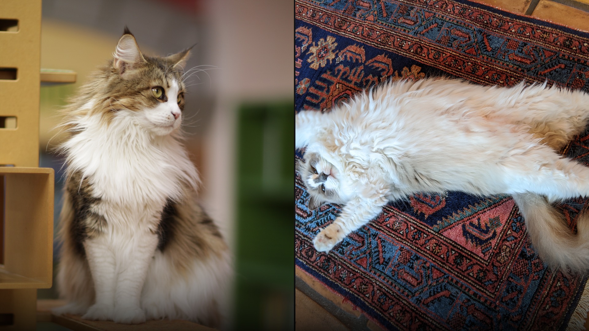 America's Top 10 Most Popular Cat Breeds