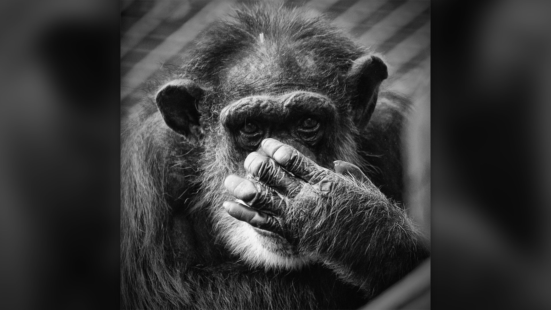 #1. The Chimpanzee