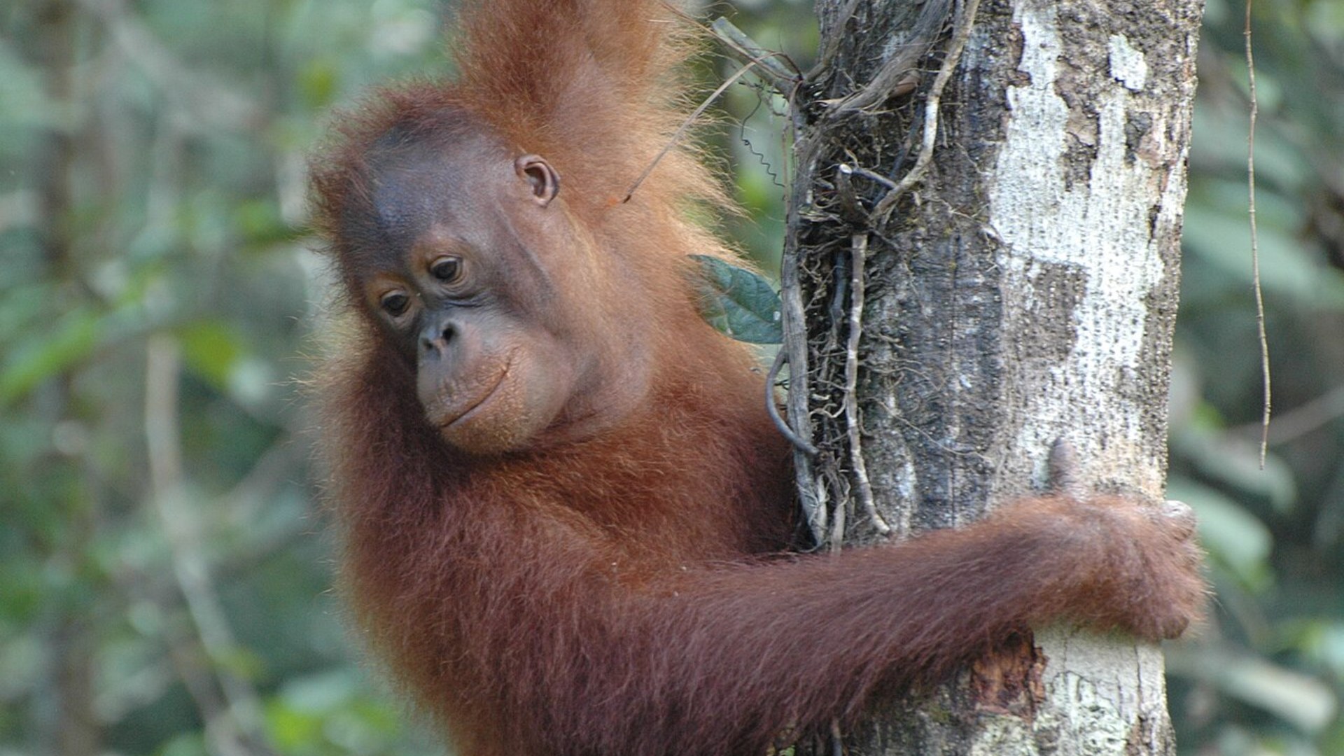 19. Gardeners Of The Rainforest