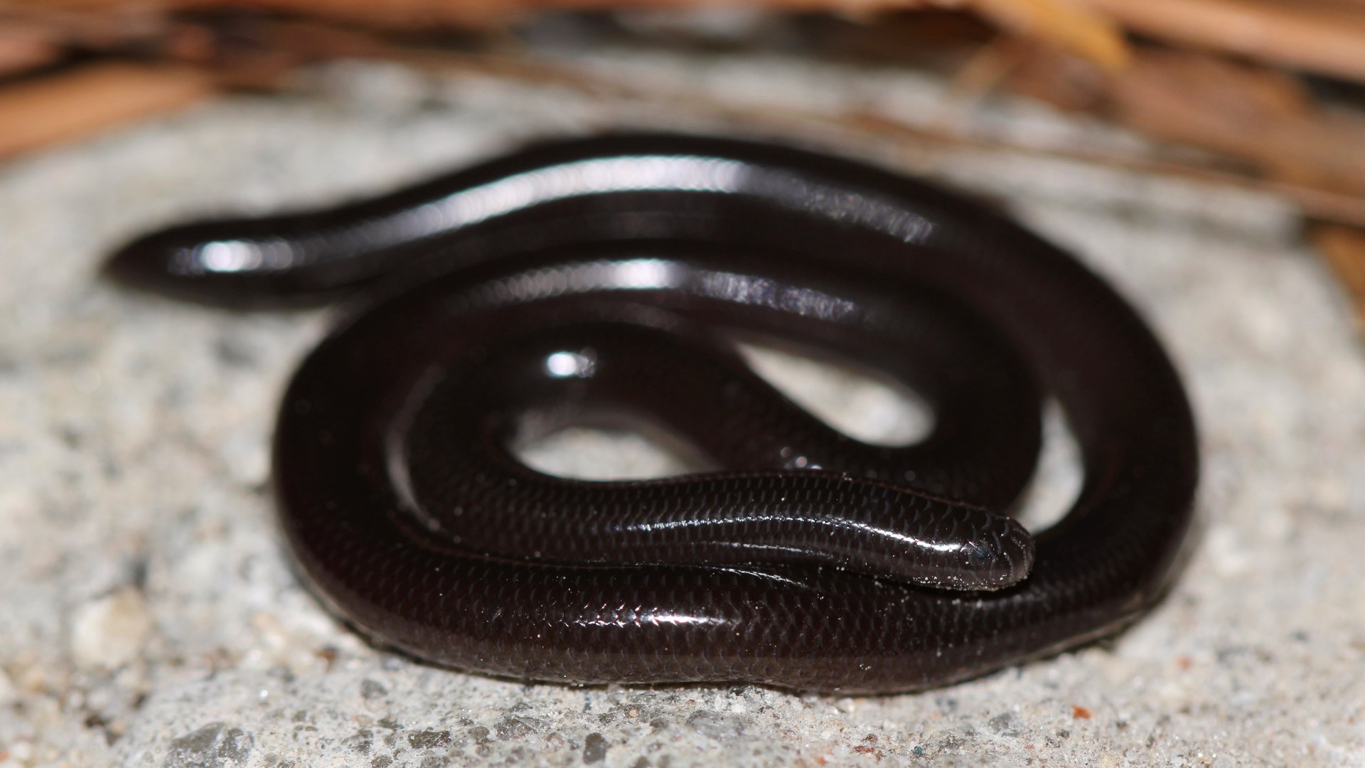 Brahminy blind snake on human hand