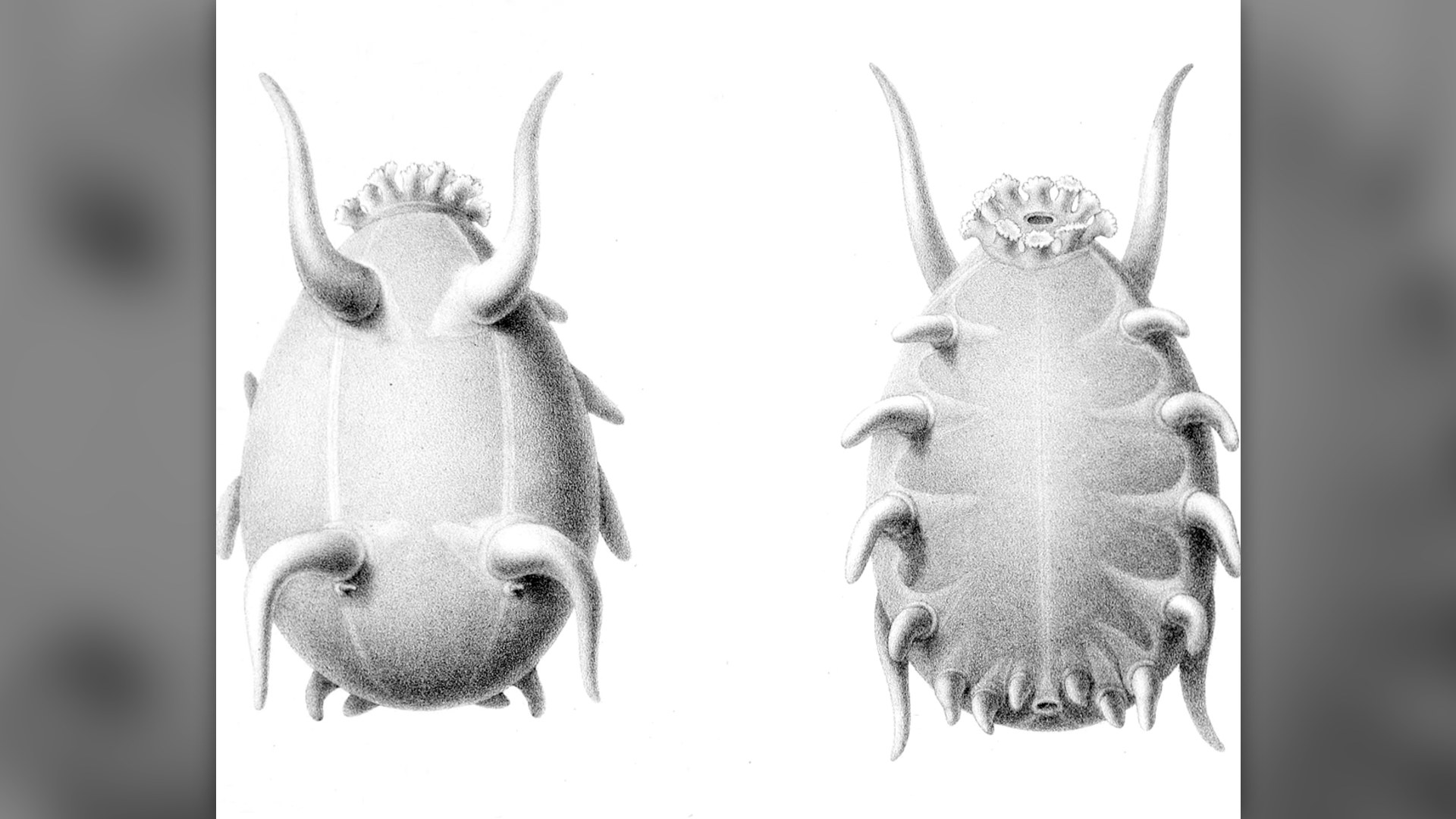 6. Benthic Sea Pig
