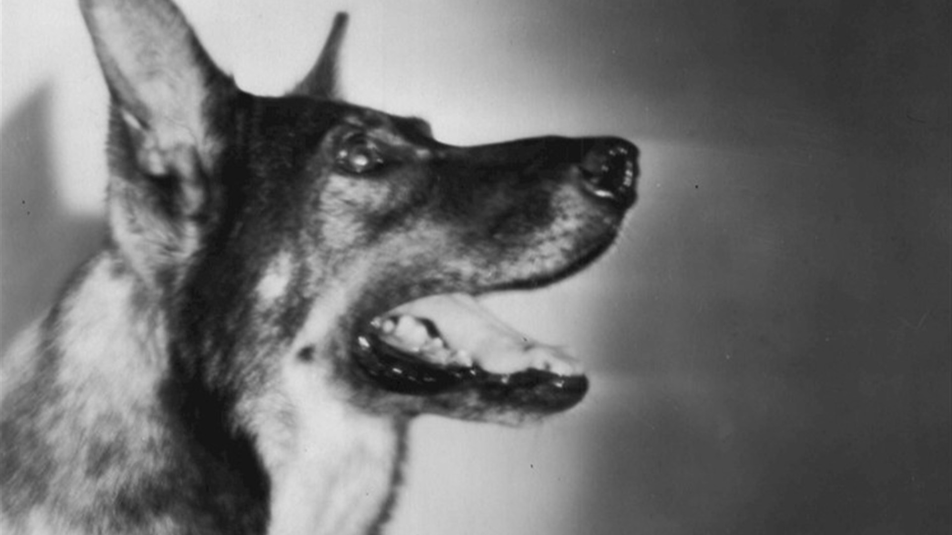 6. Rin Tin Tin Almost Won An Oscar