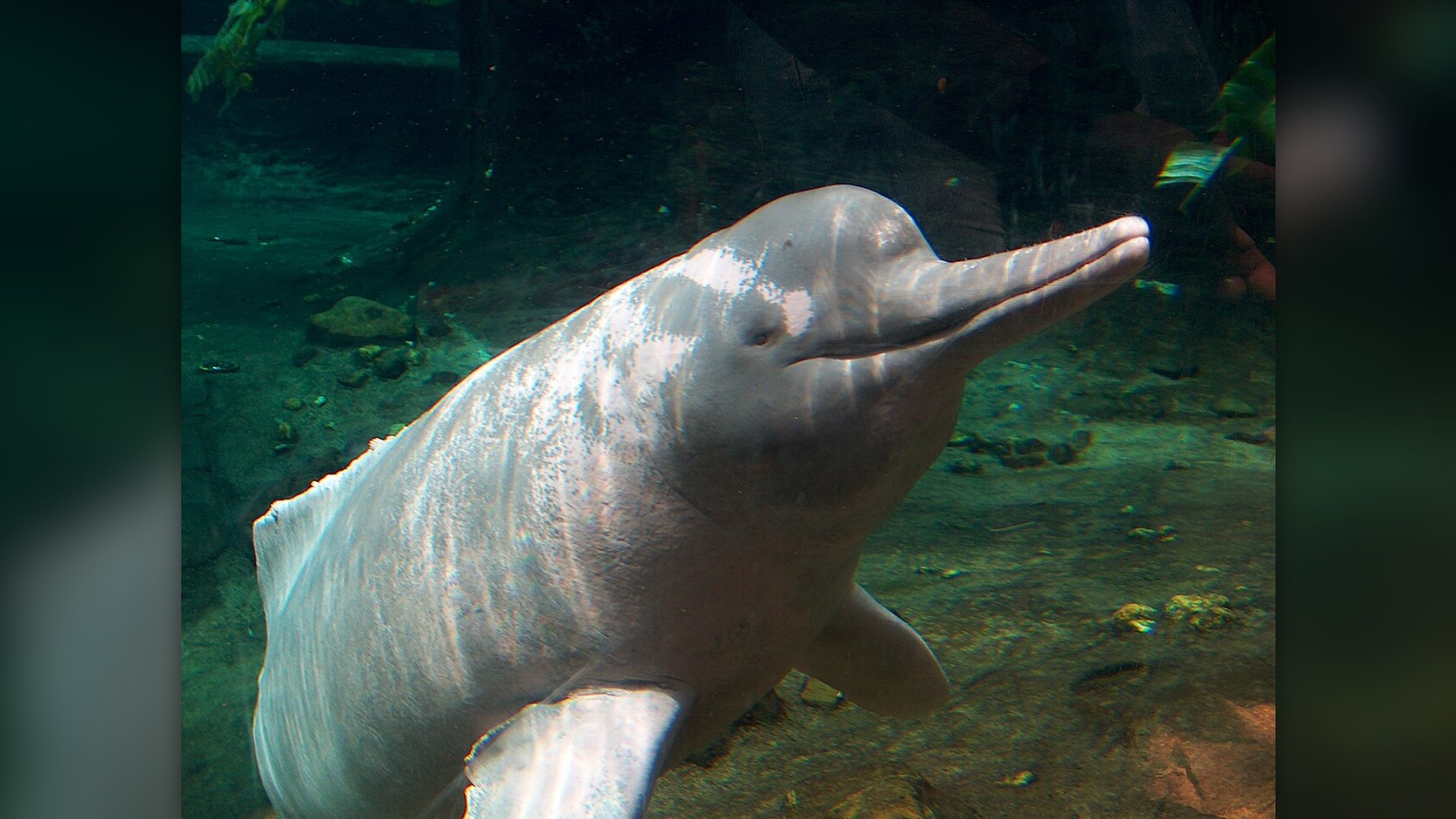 3. Amazon River Dolphin