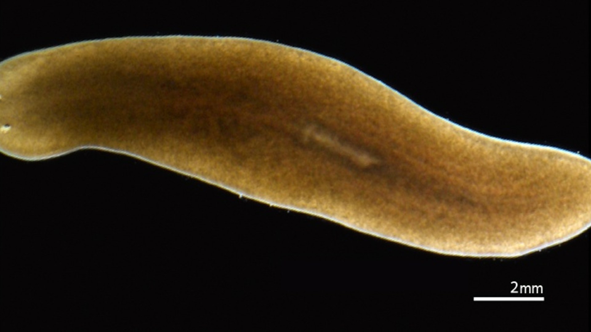 6. Planarian Flatworm