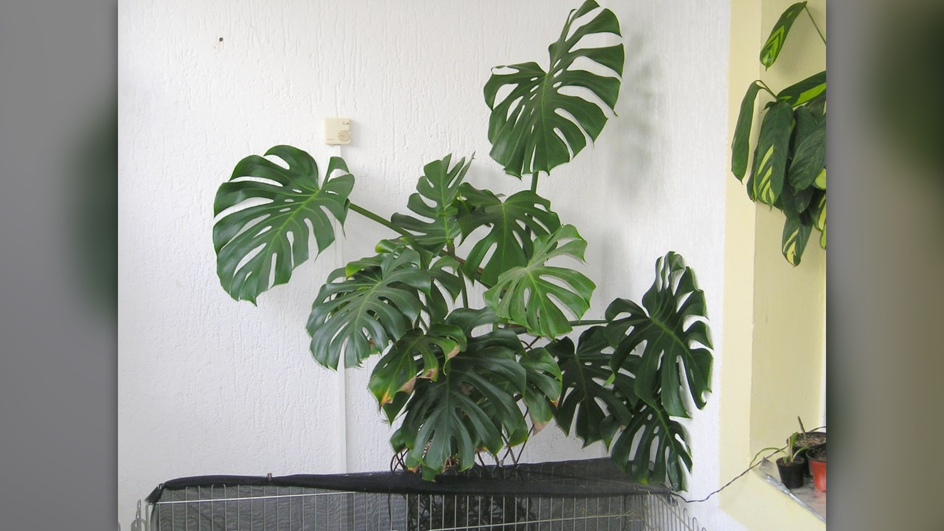 Monstera deliciosa houseplant with large tropical leaves