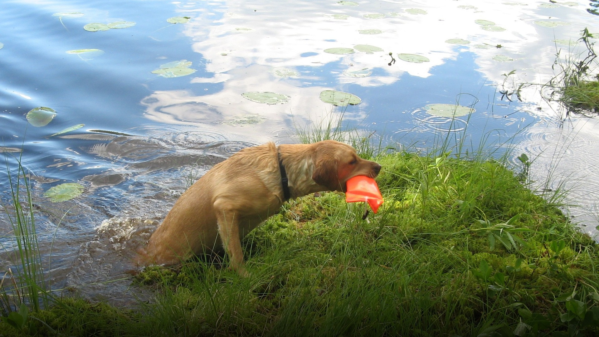 A yellow Labrador Retriever running through a field with its thick otter tail held outward.