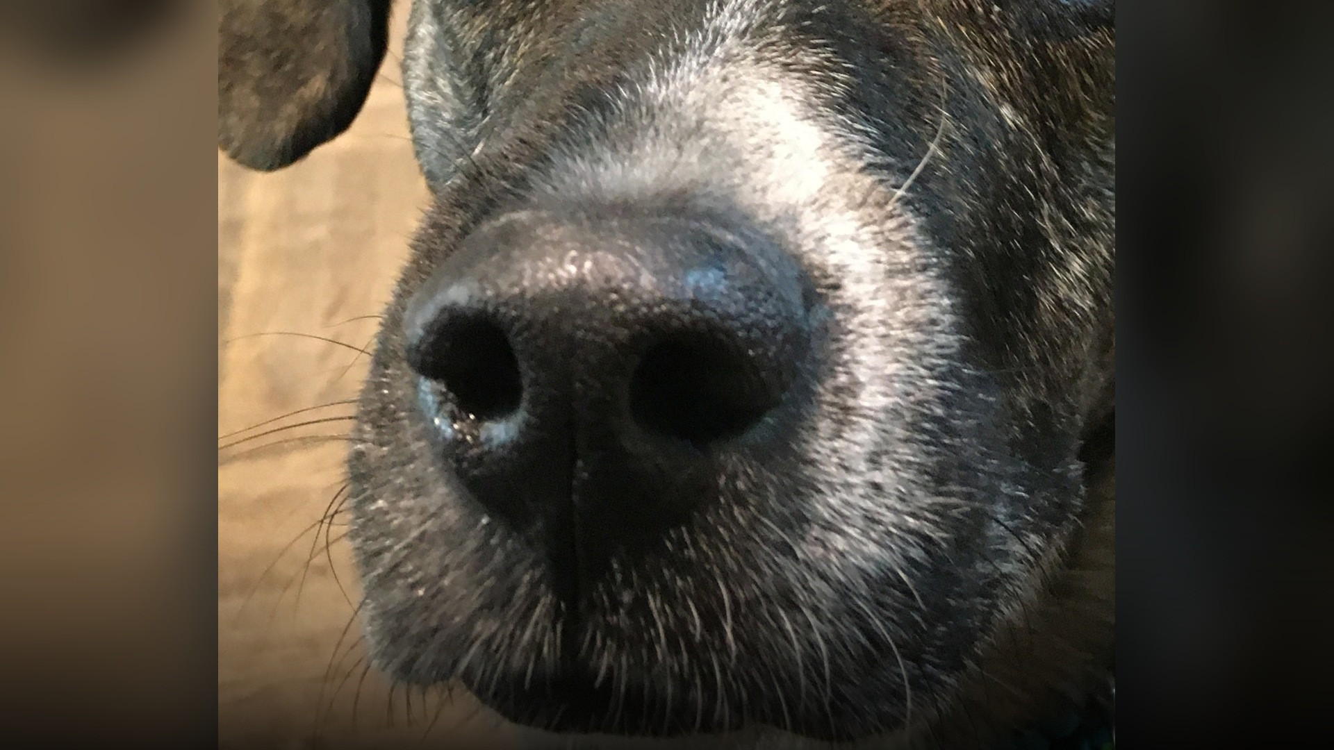 Close-up macro portrait of a moist canine nose highlighting the lateral nostril slits.