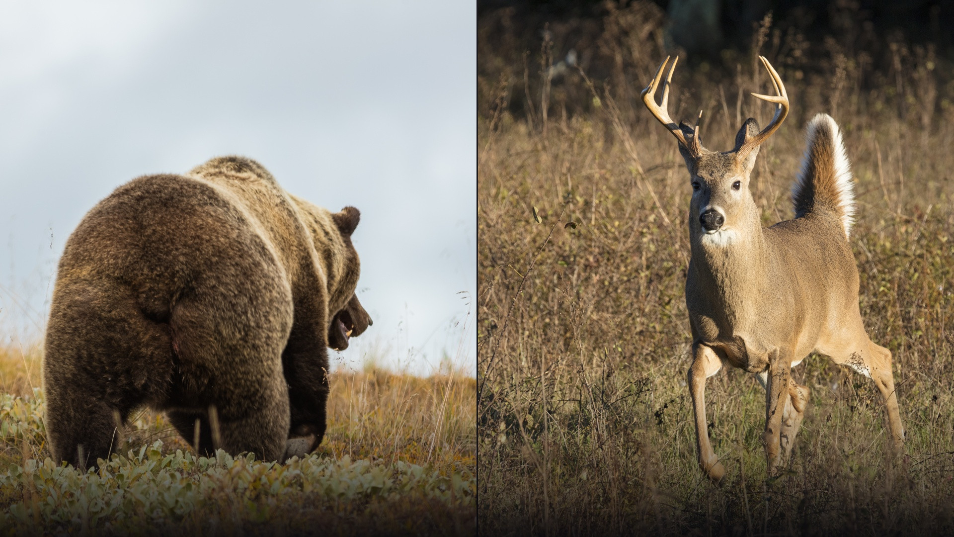The 20 Most Dangerous Animals in America, Ranked