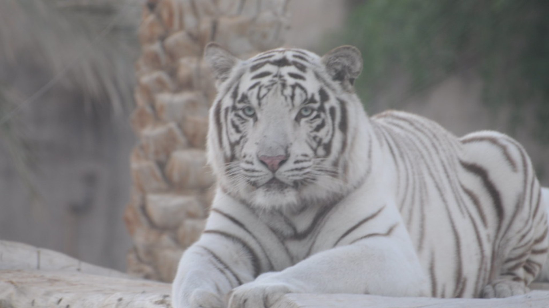 1. Domestic Cats Share 95.6 Percent DNA With Tigers