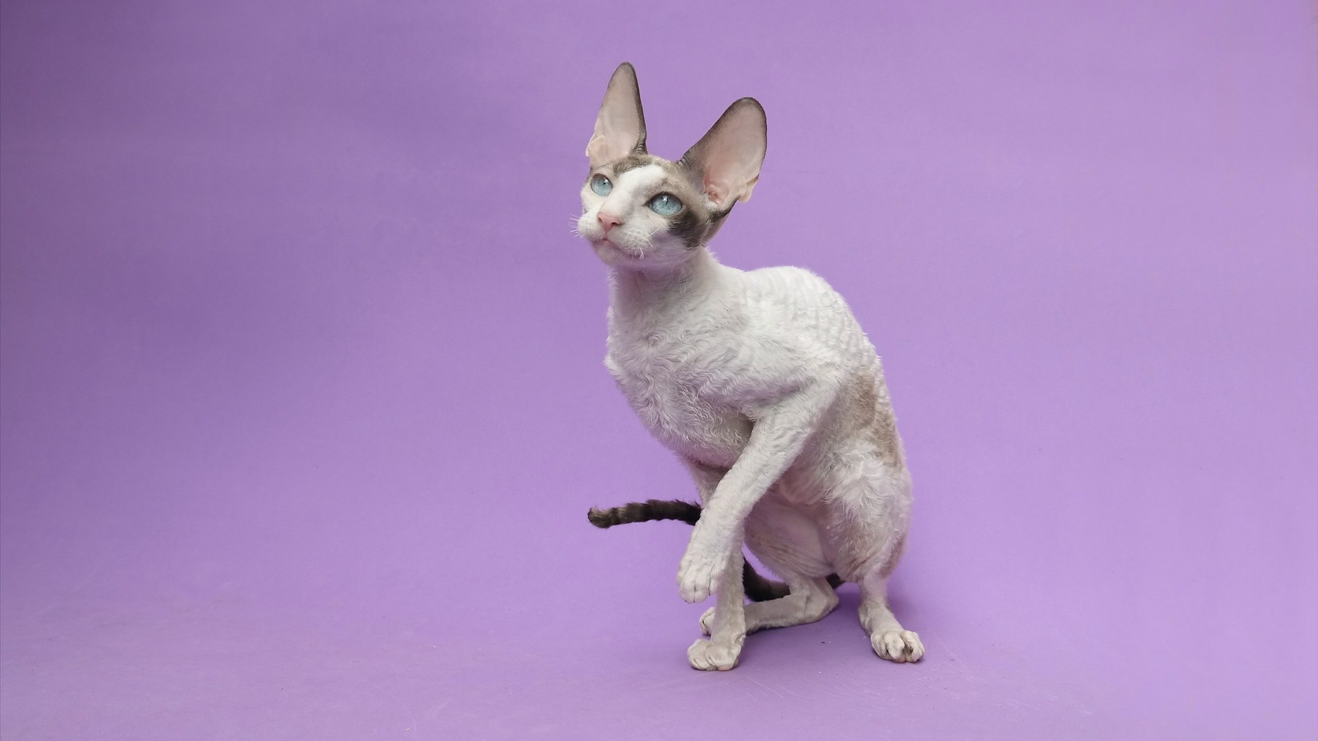 Cornish Rex cat with wavy coat and large ears