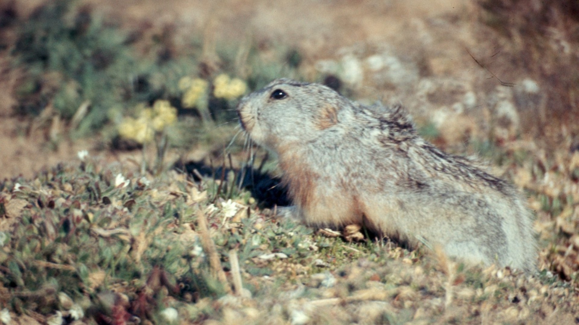 9. Collared Lemming