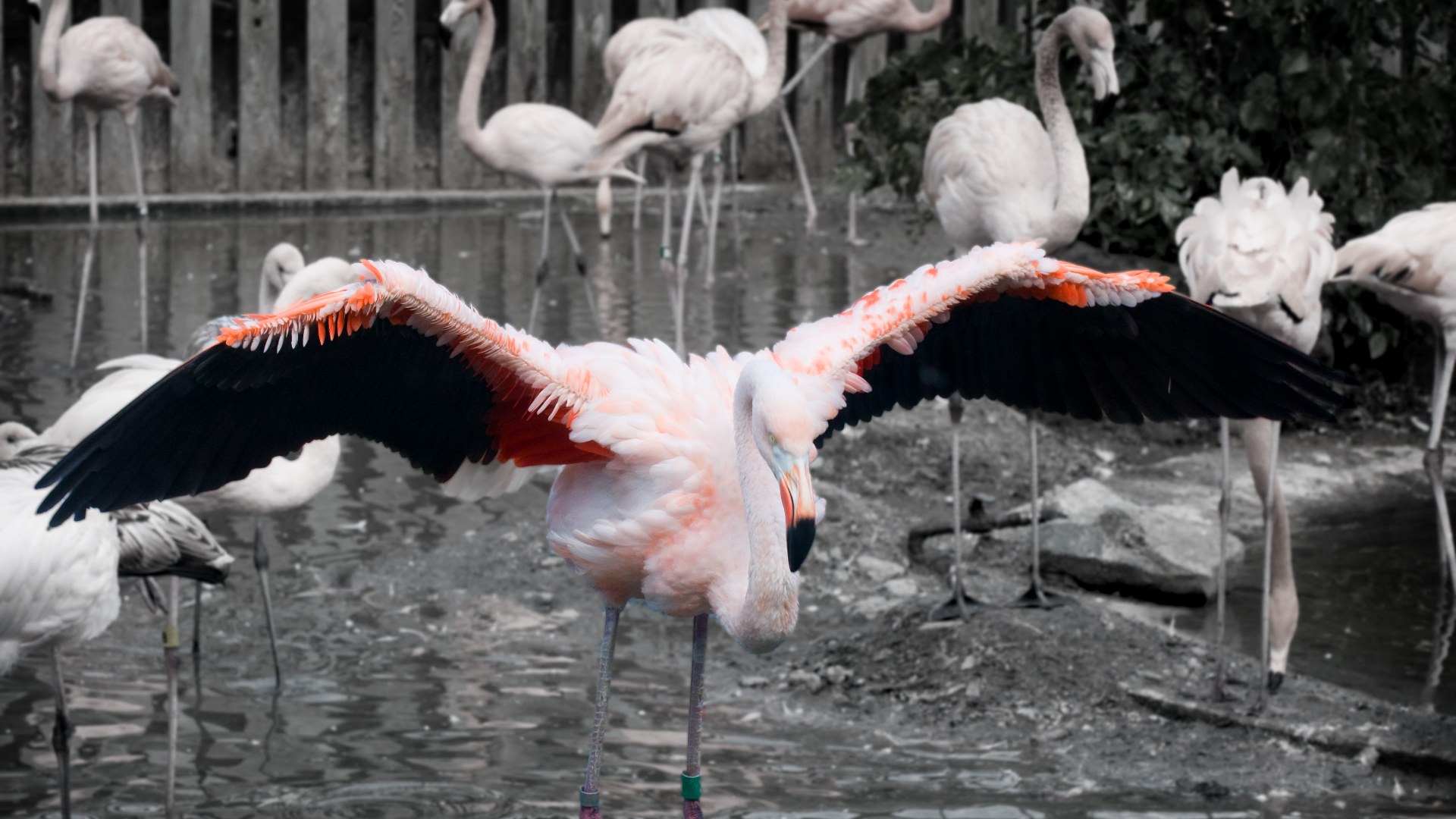 Detailed view of flamingo wing plumage and feather structure