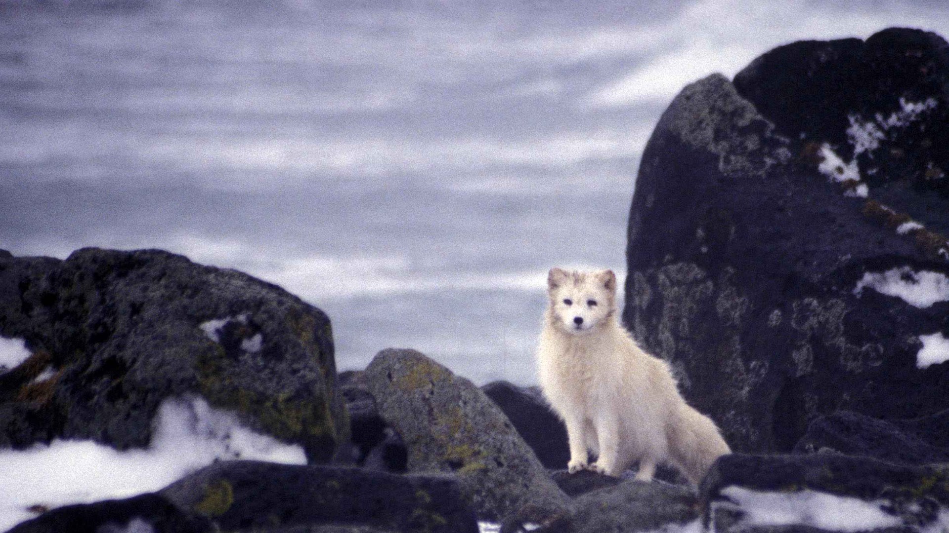 1. Arctic Fox