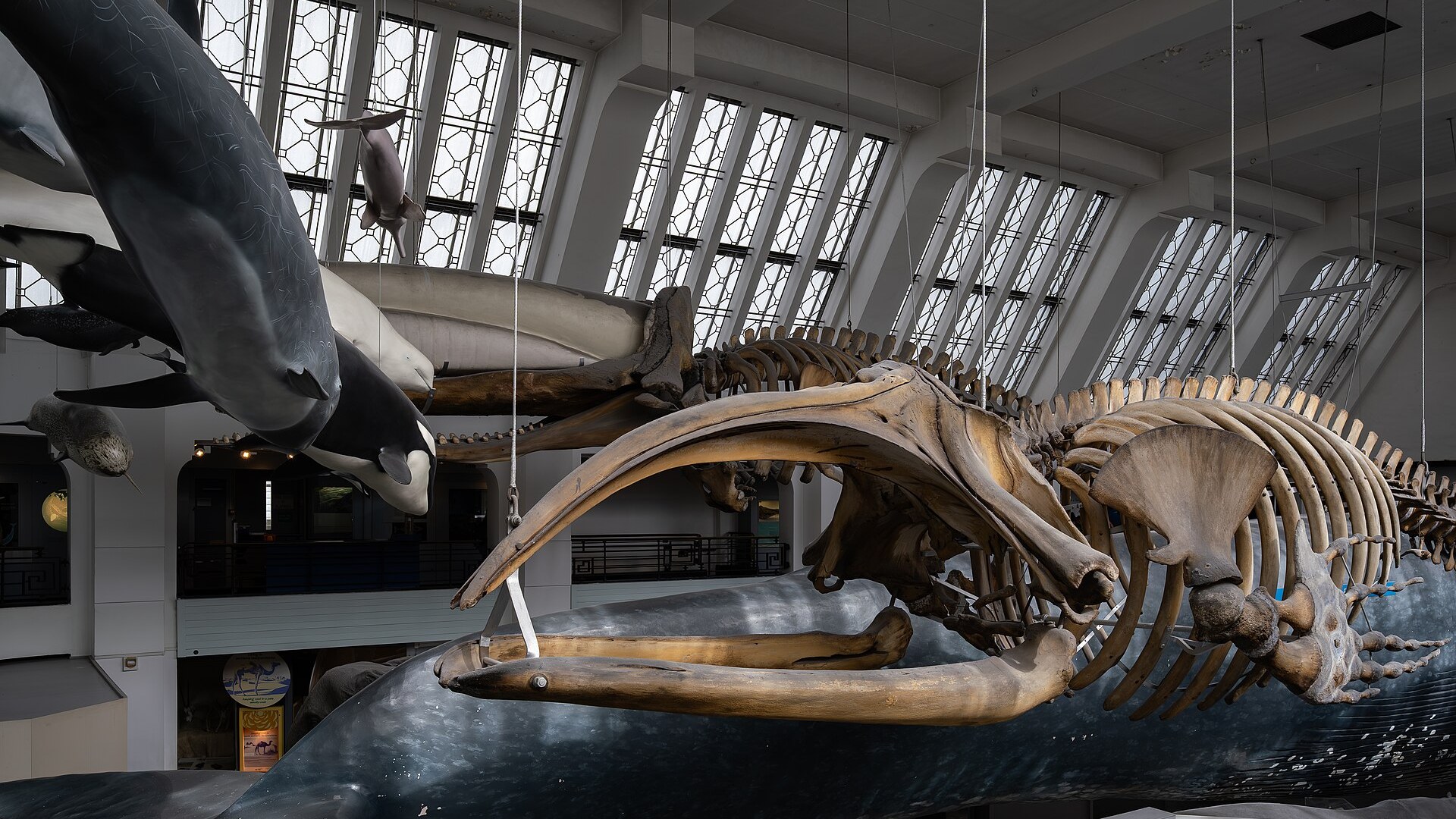 7. Bowhead Whale