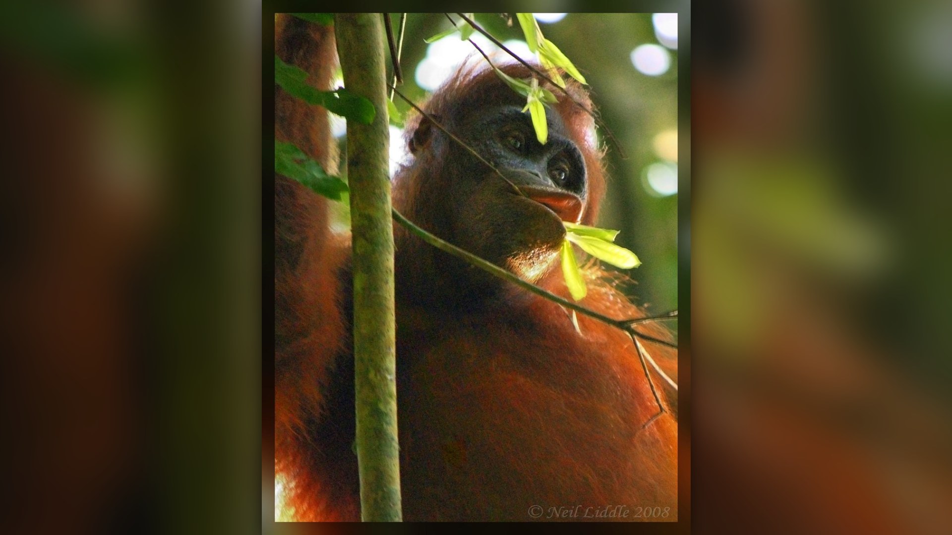 #3. The Orangutan