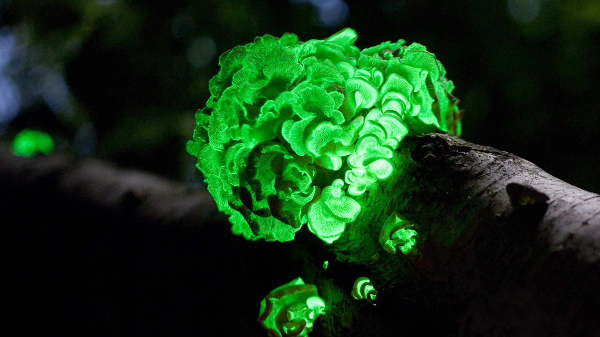 Bioluminescent green glowing fungi whose genes are spliced into glowing plants