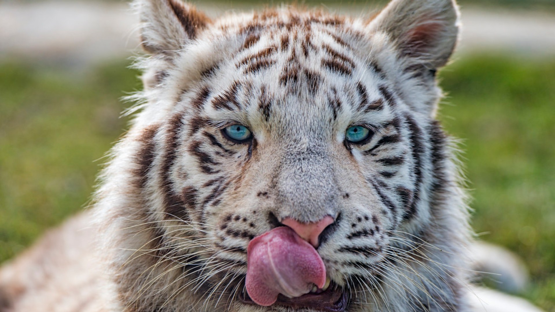 Tiger resting in natural habitat — the world's most iconic banned pet
