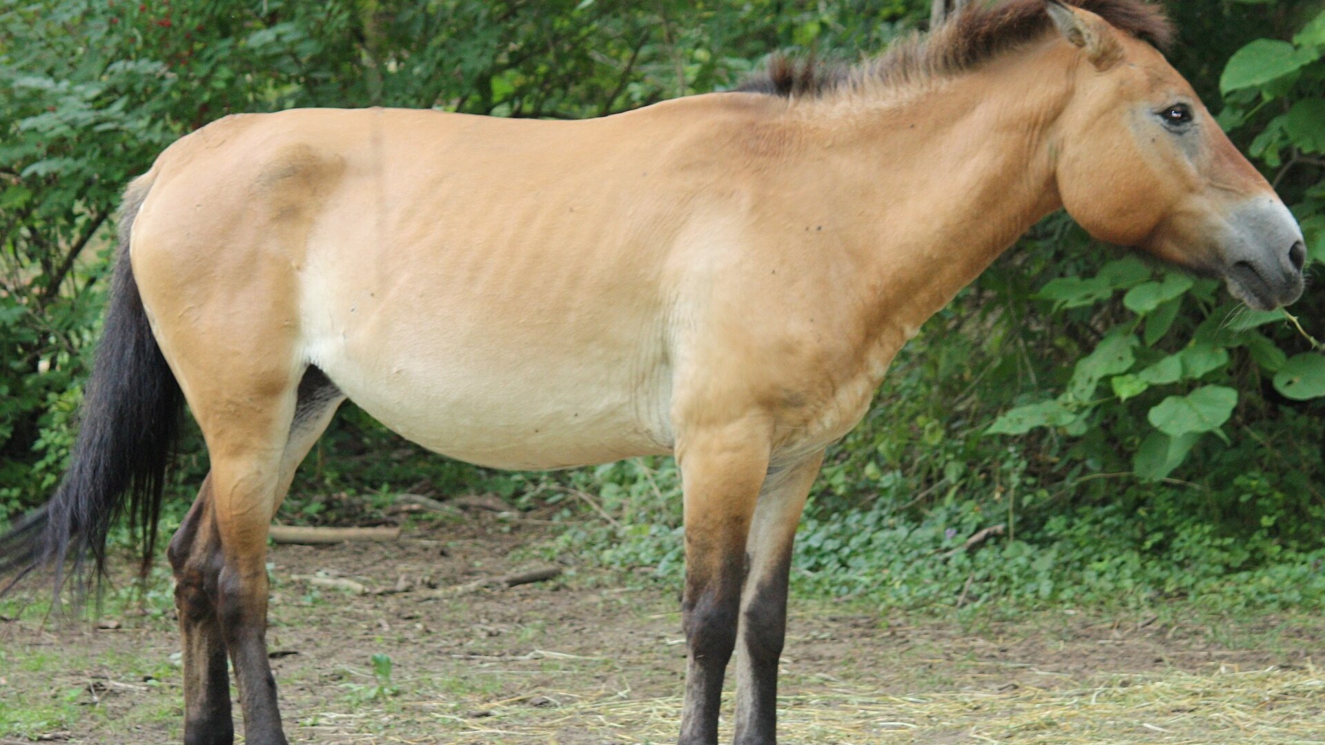 3. Przewalski's Horse
