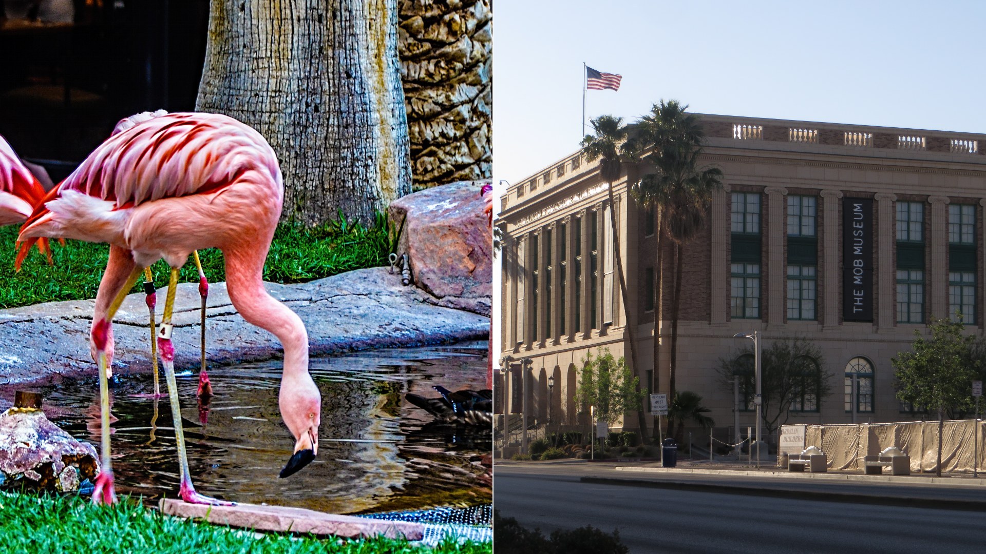 Tourist’s Flamingo Prank Ends in a Shocking Legal Battle