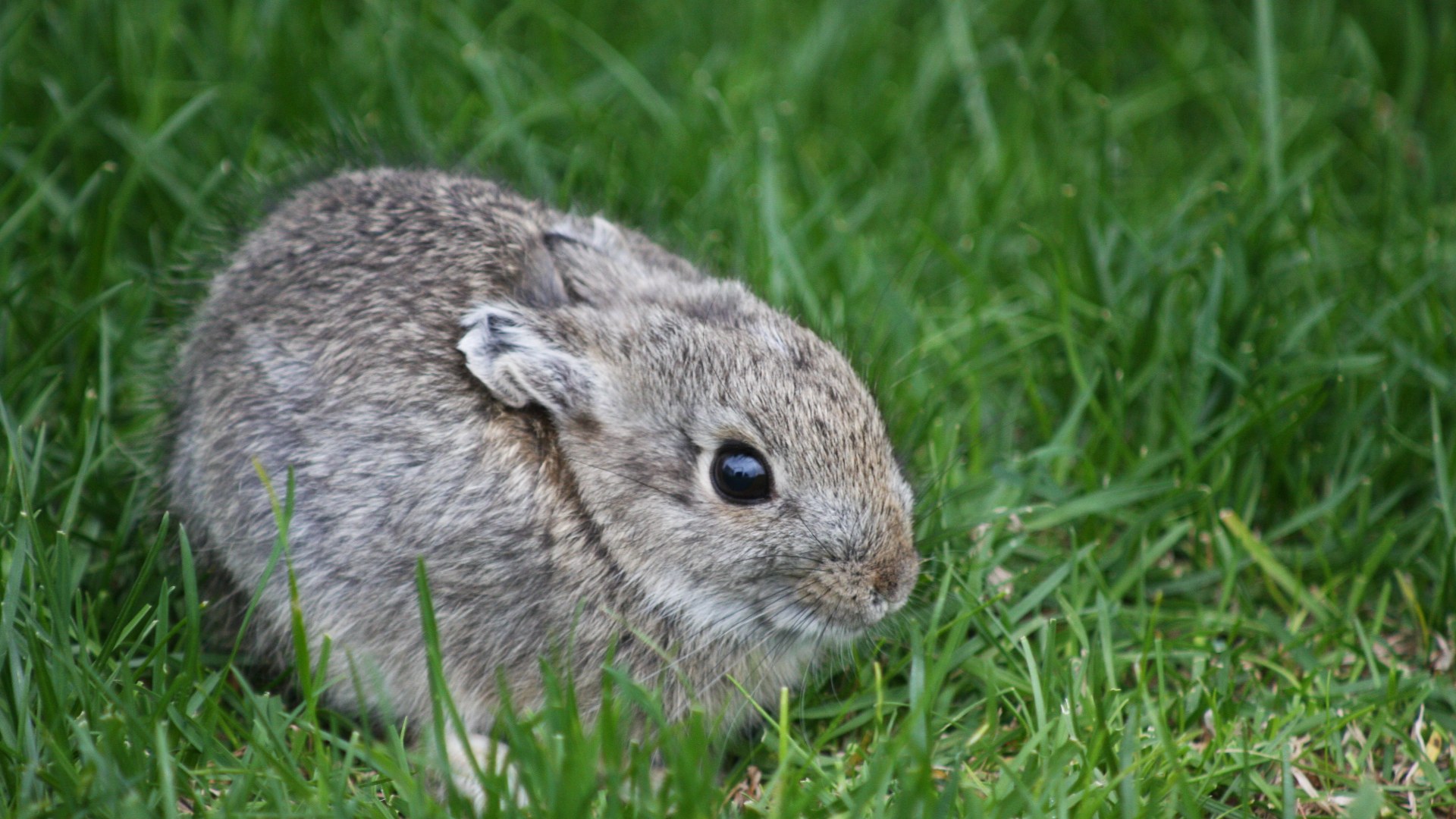 Pygmy rabbit in wild sagebrush habitat