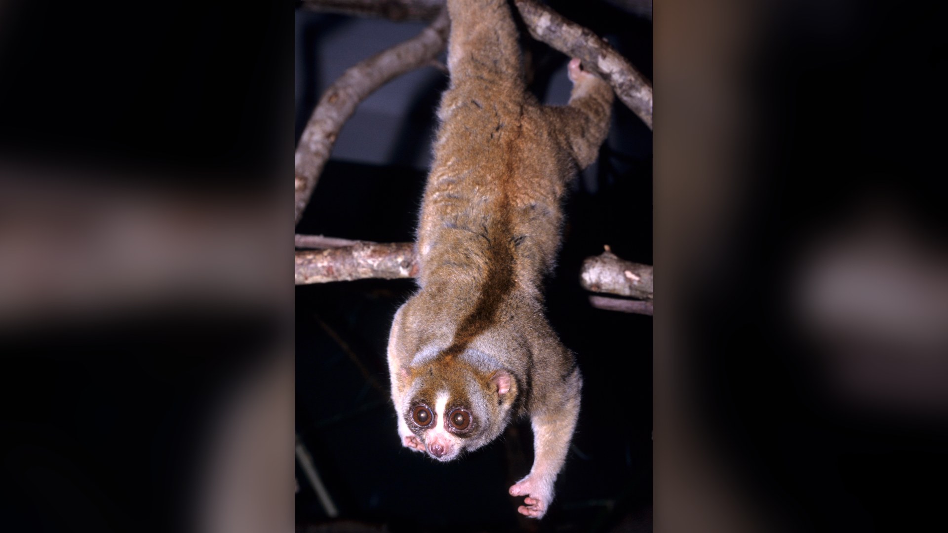A slow loris hanging from a branch in nature