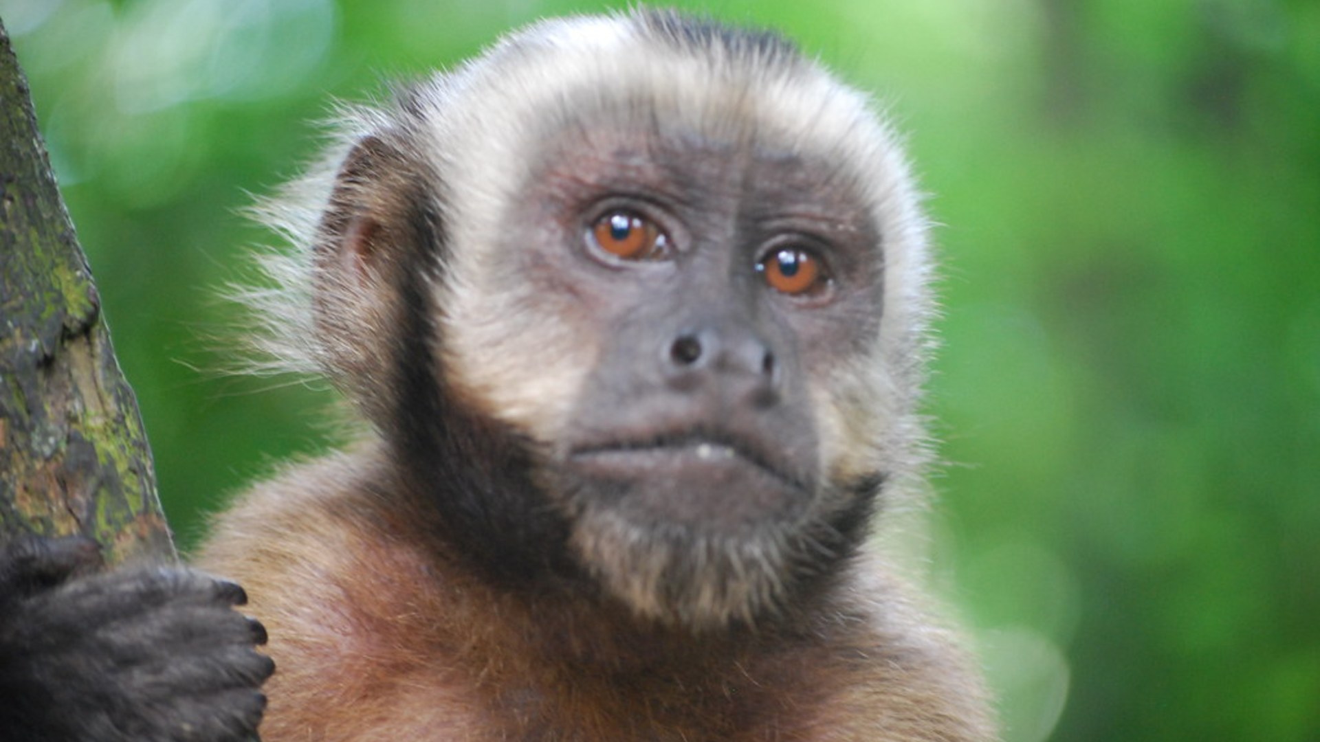 A capuchin monkey looking alert in the wild