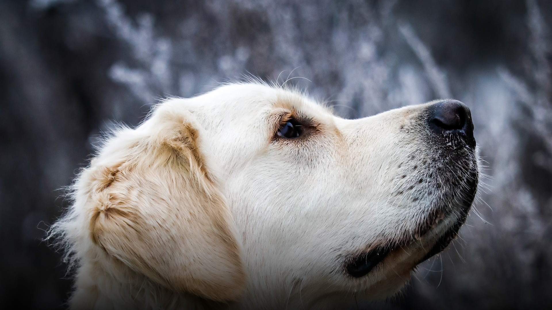 20 Unbelievable Facts About Dogs That You Didn't Know