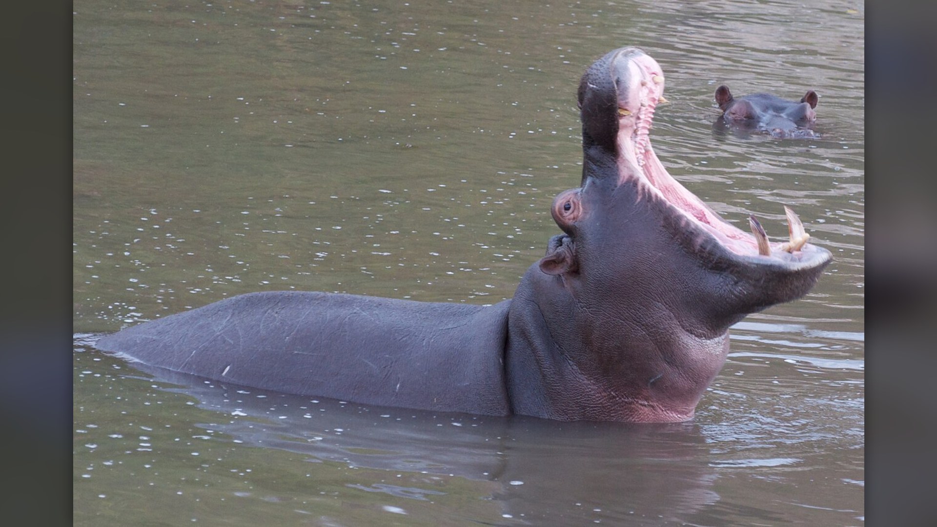 2. Hippopotamus