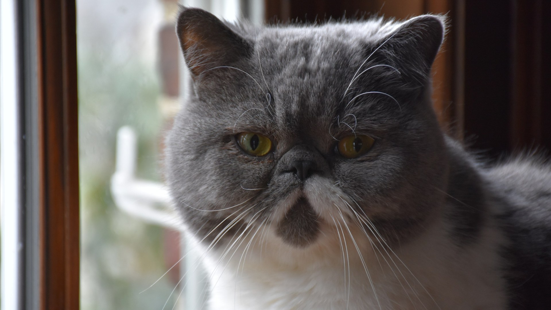 Round-faced plush Exotic Shorthair cat