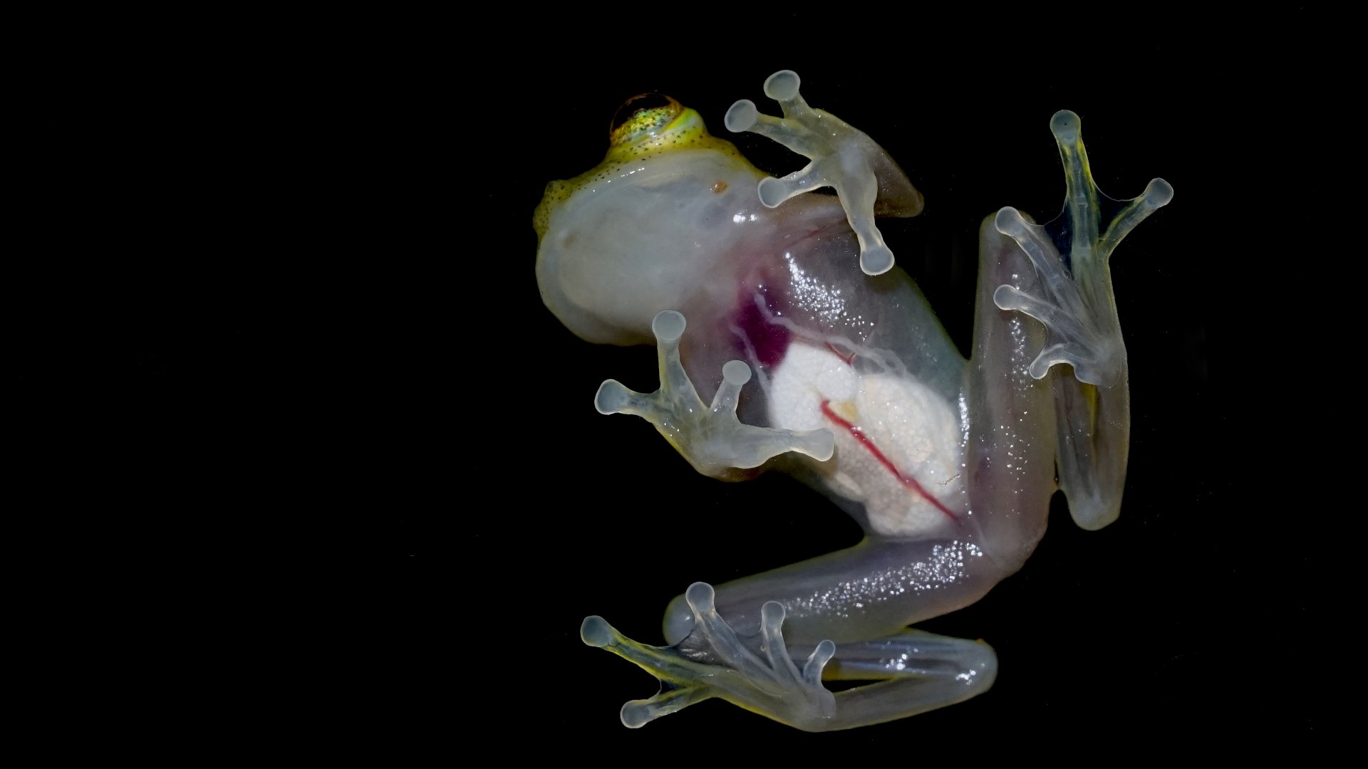 16. Reticulated Glass Frog
