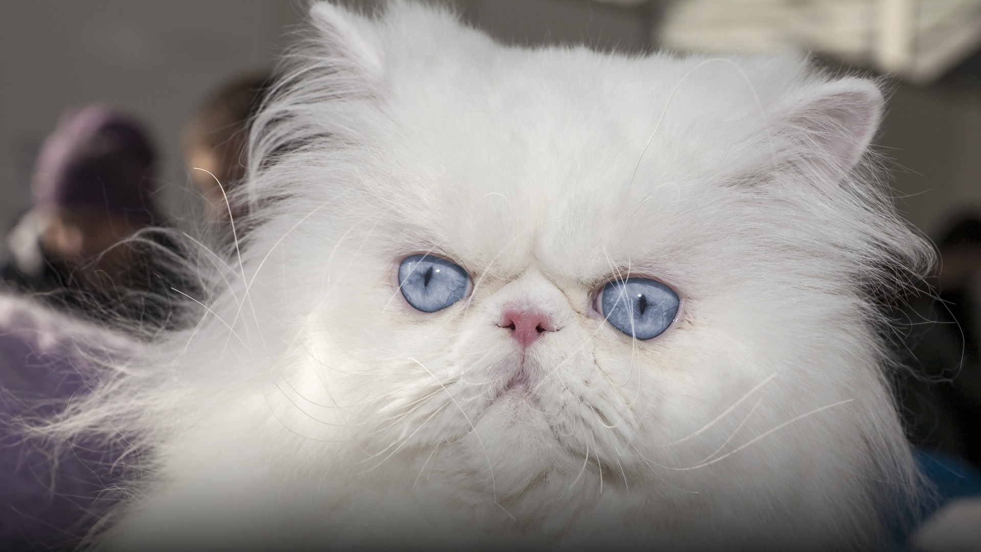 A champion white Persian cat with long flowing silky fur and round expressive eyes.