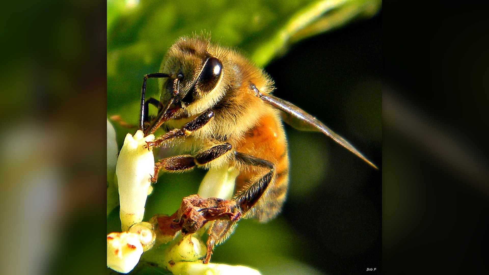 6. The Honeybee's Fatal Defense
