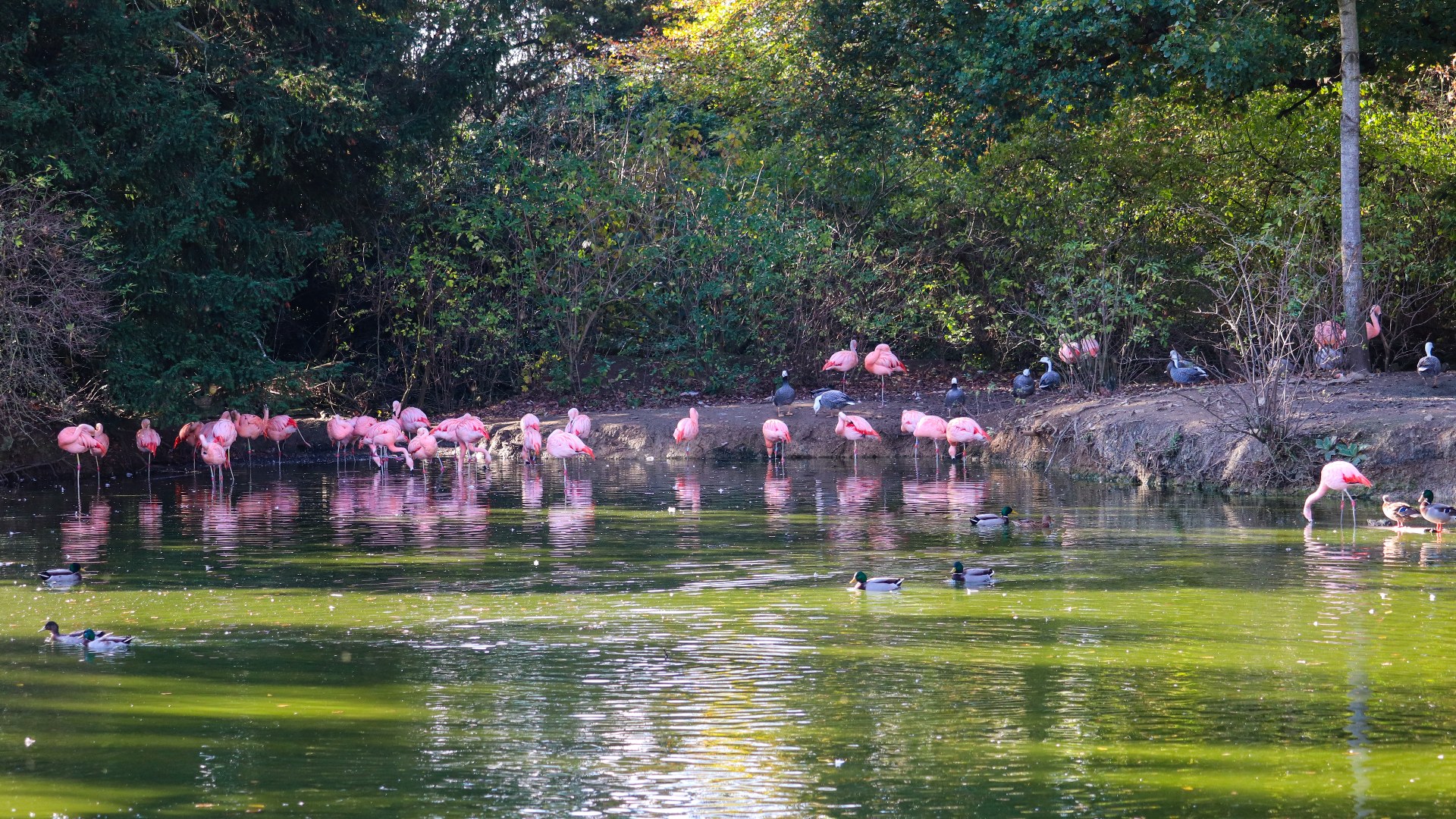 Chilean flamingos standing together in lagoon