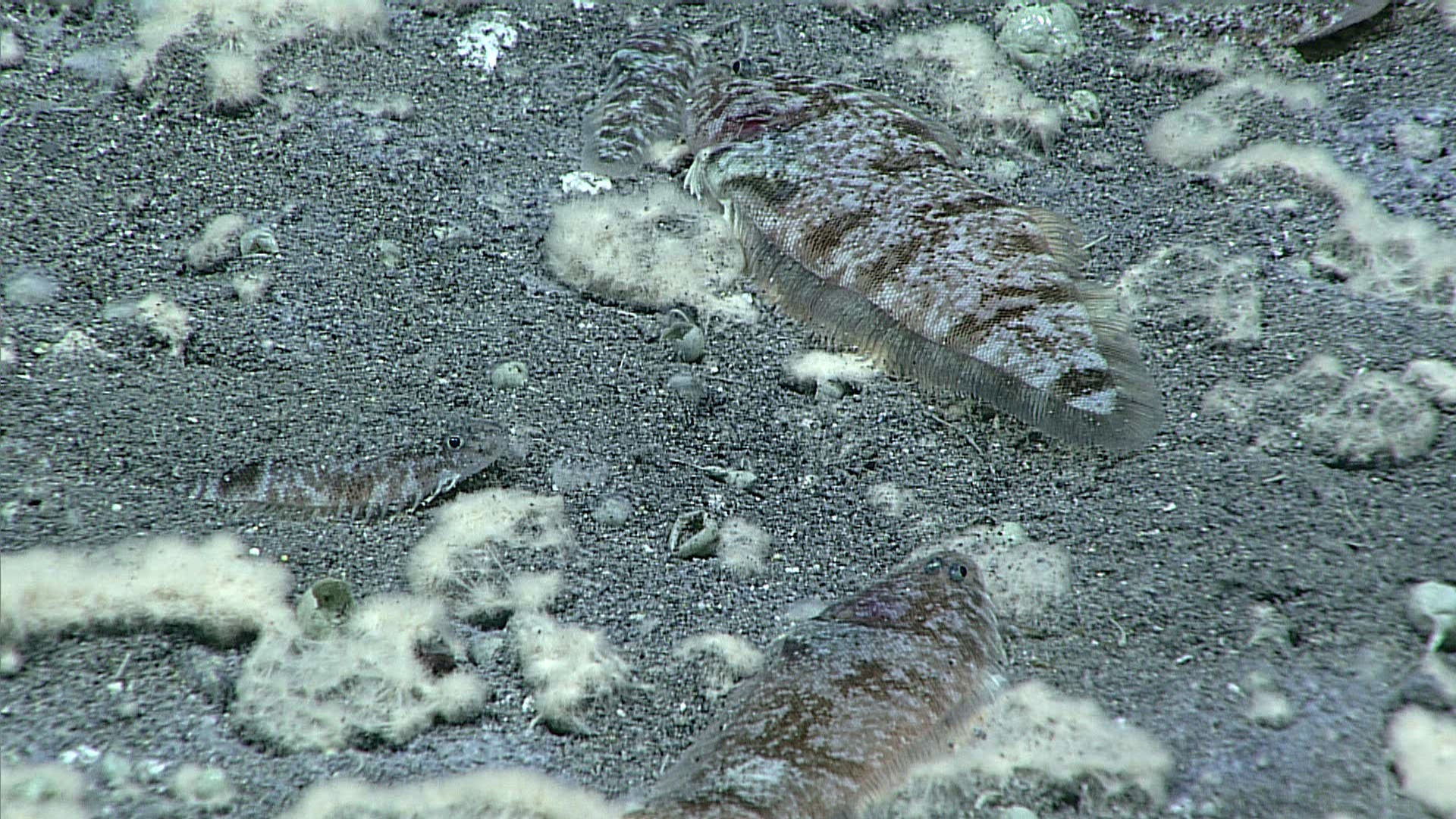 Dense school of Symphurus thermophilus flatfish coating sulfur-rich hydrothermal mats.