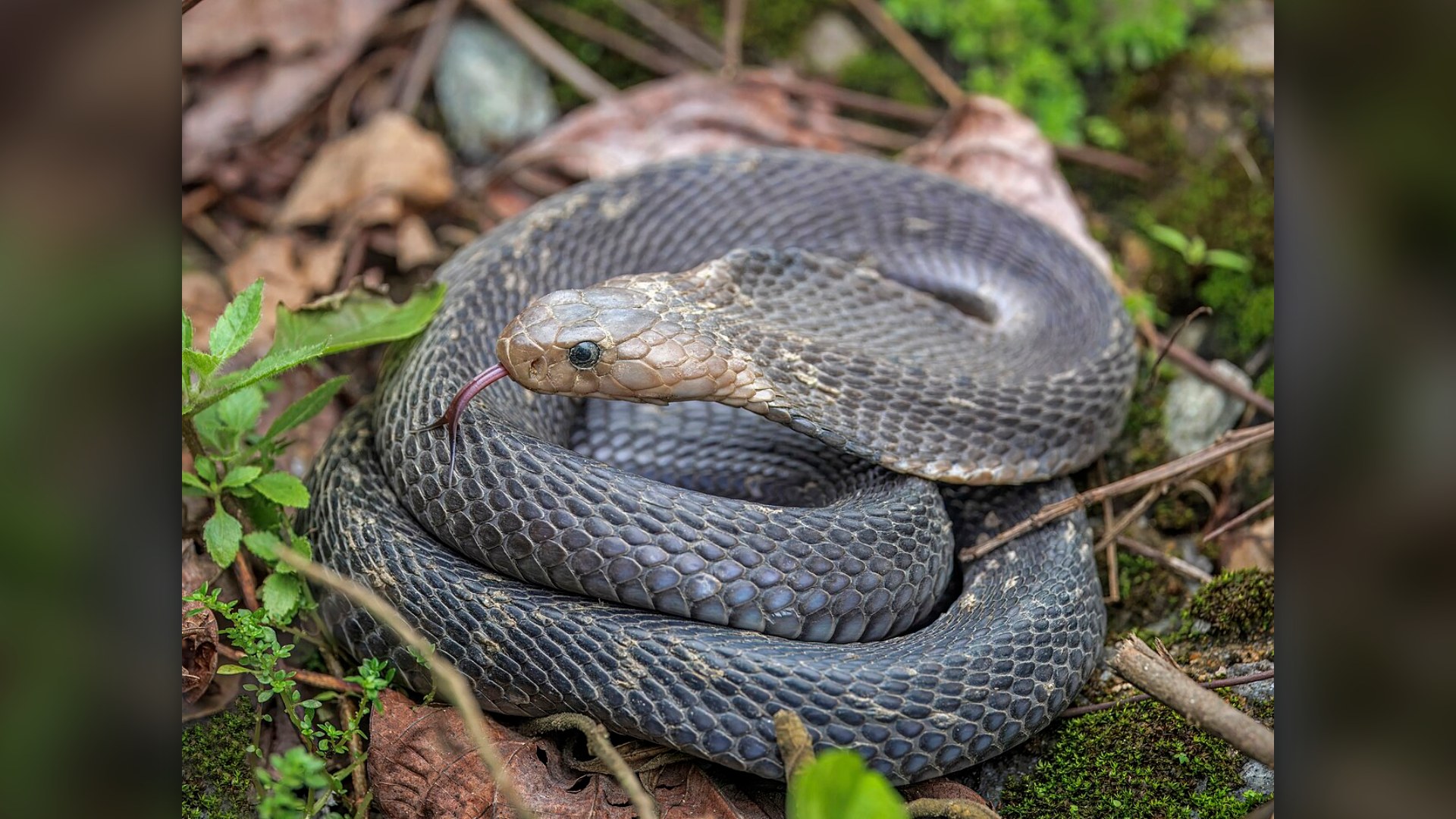 Monocled cobra (Naja kaouthia) in Bach Ma National Park, Vietnam — a venomous snake banned as a pet worldwide
