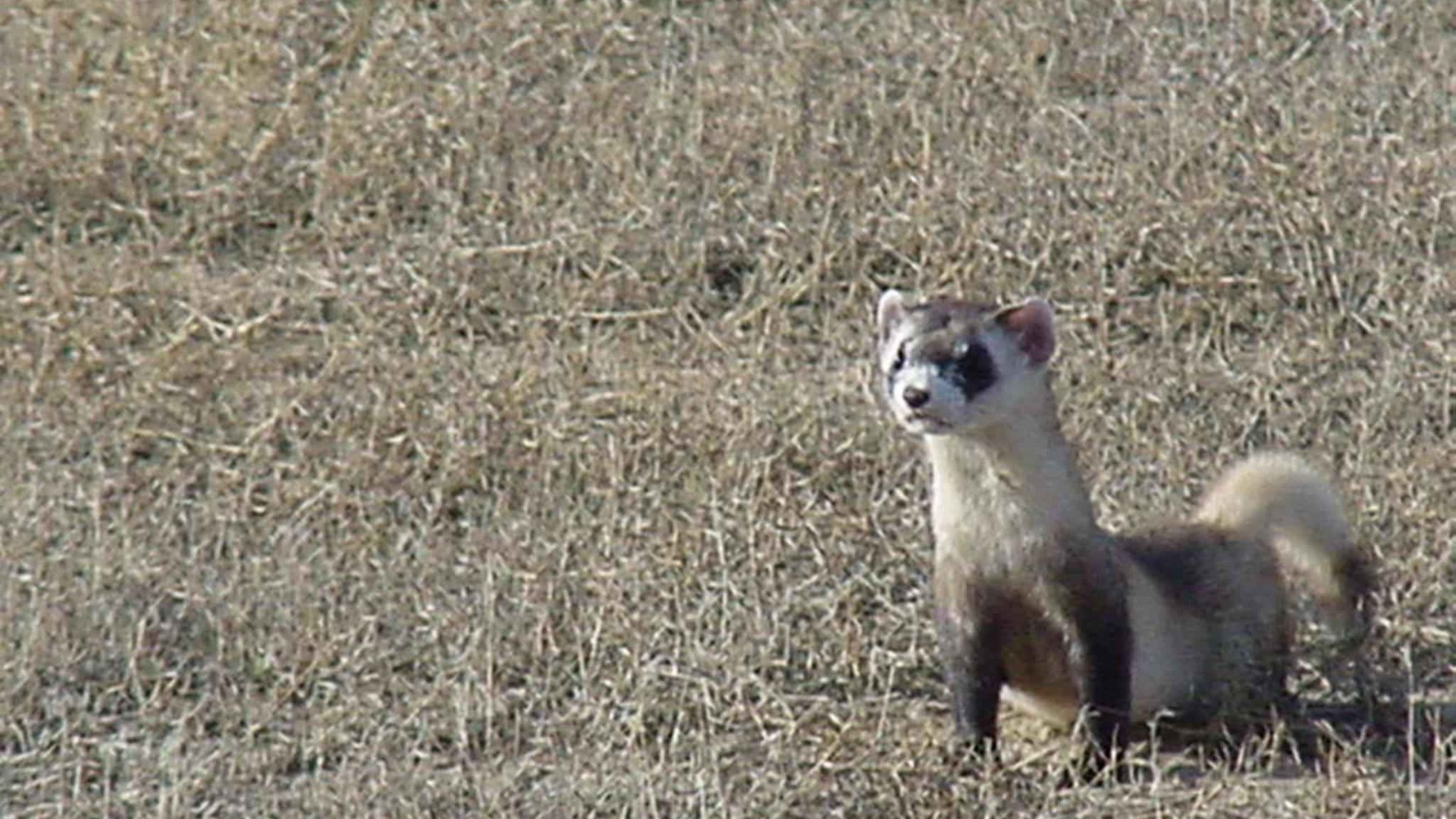 5. Black-Footed Ferret