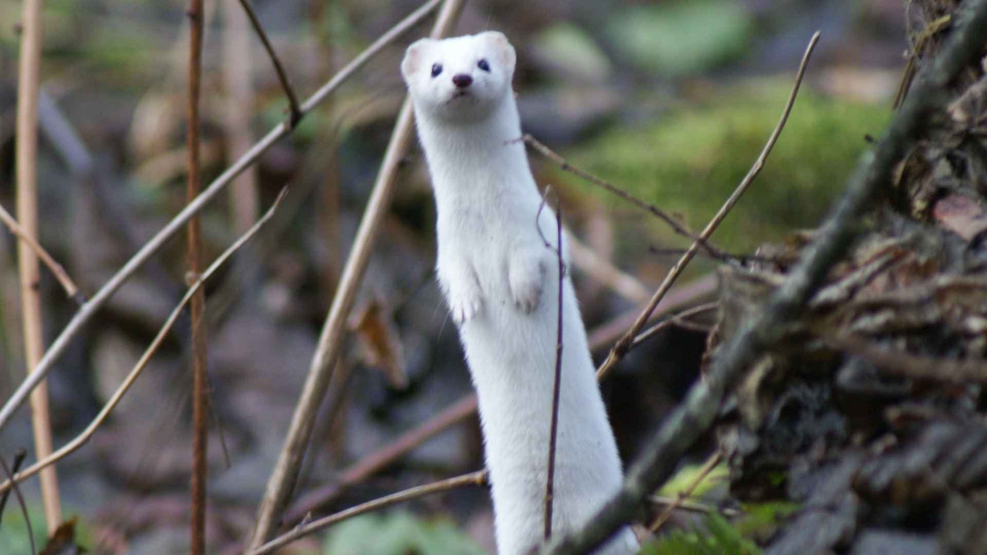 Least weasel in winter white coat