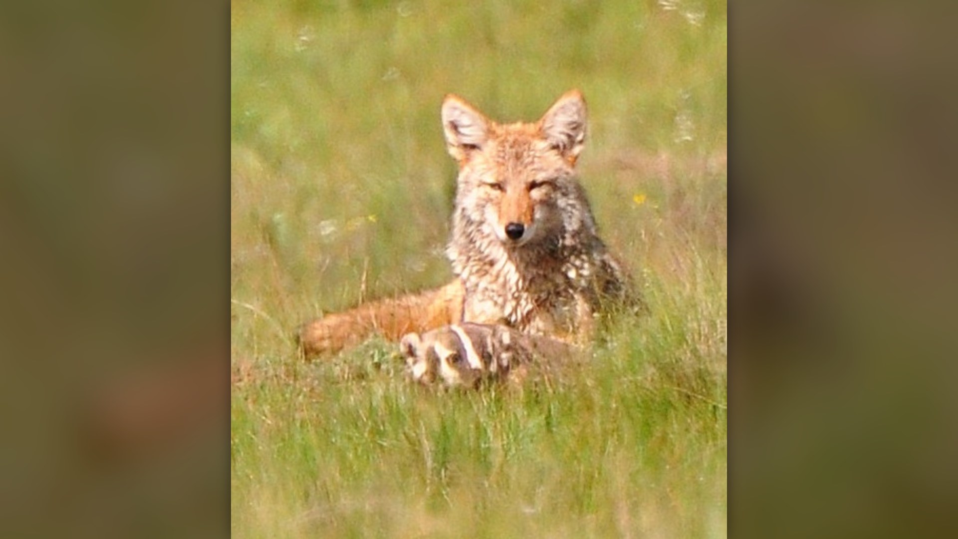 3. Coyote And American Badger