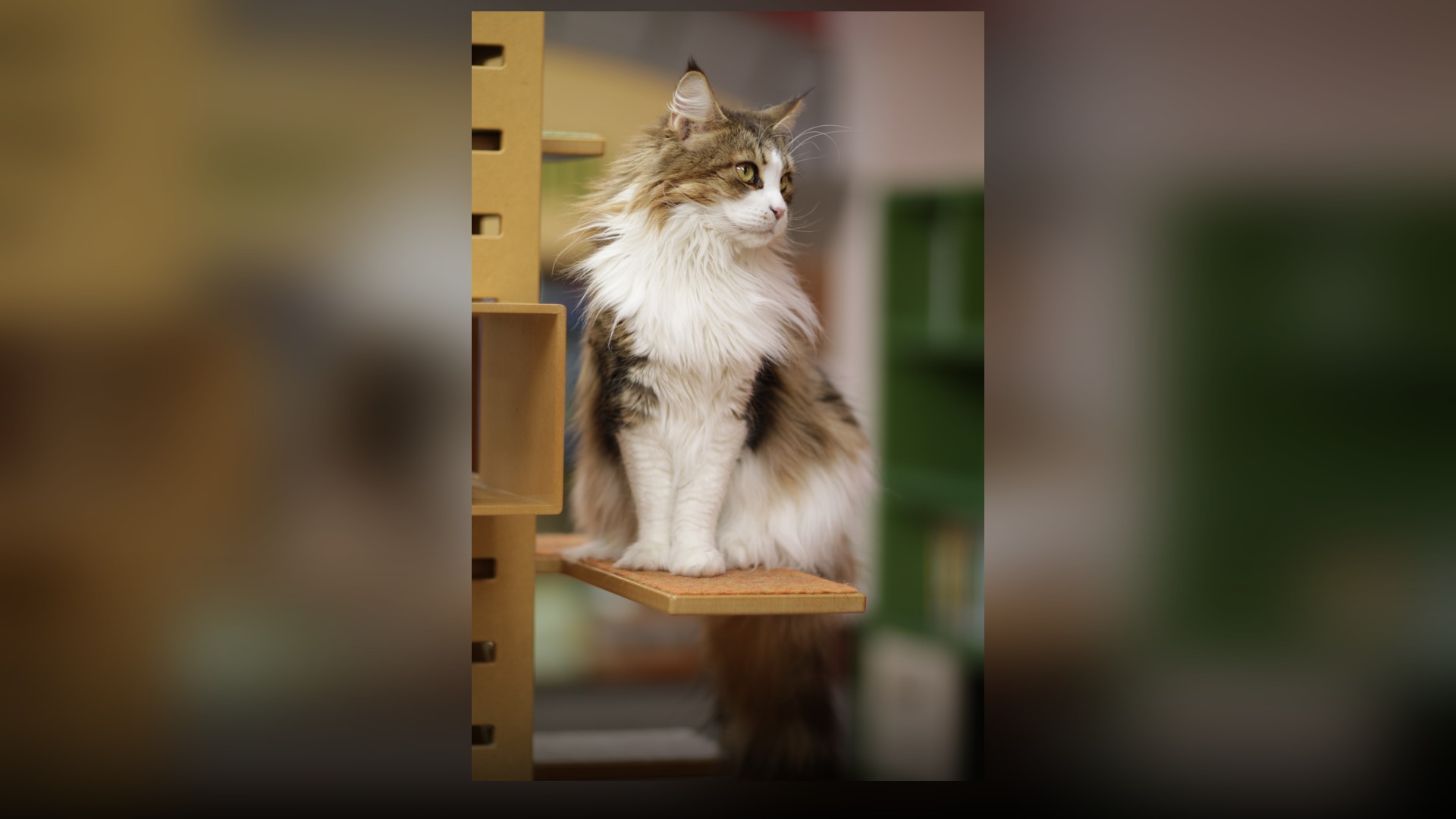 A full portrait of a brown tabby Maine Coon cat displaying lynx-tipped ears and a lion-like ruff.