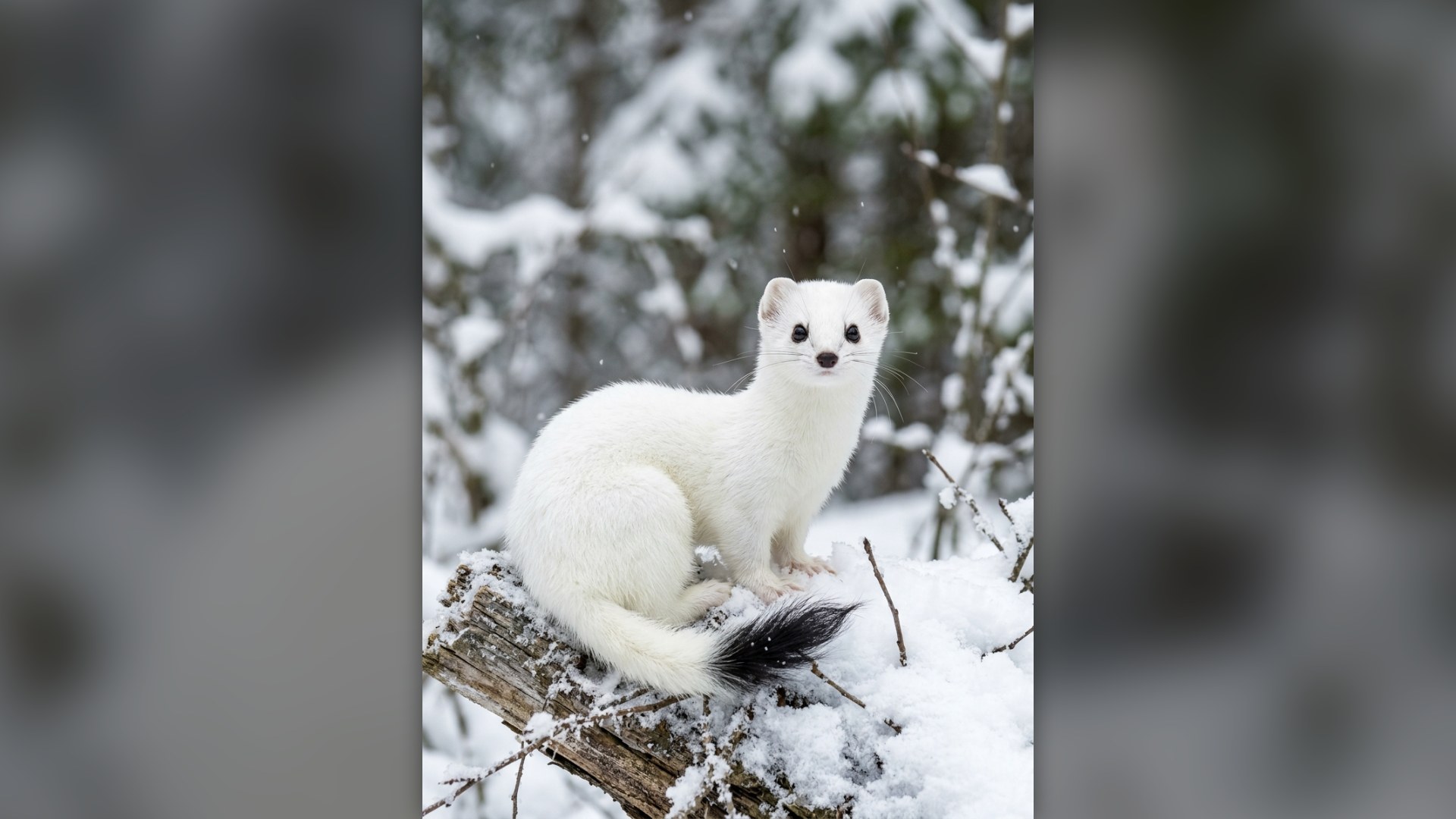 3. Stoat (Ermine)