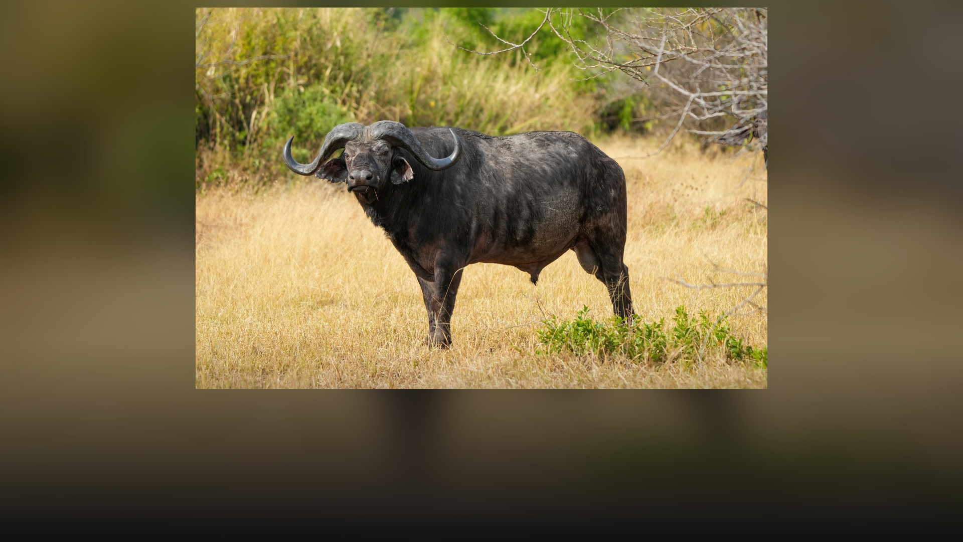 A massive Cape buffalo standing alert in the Serengeti grasslands with large curved horns.