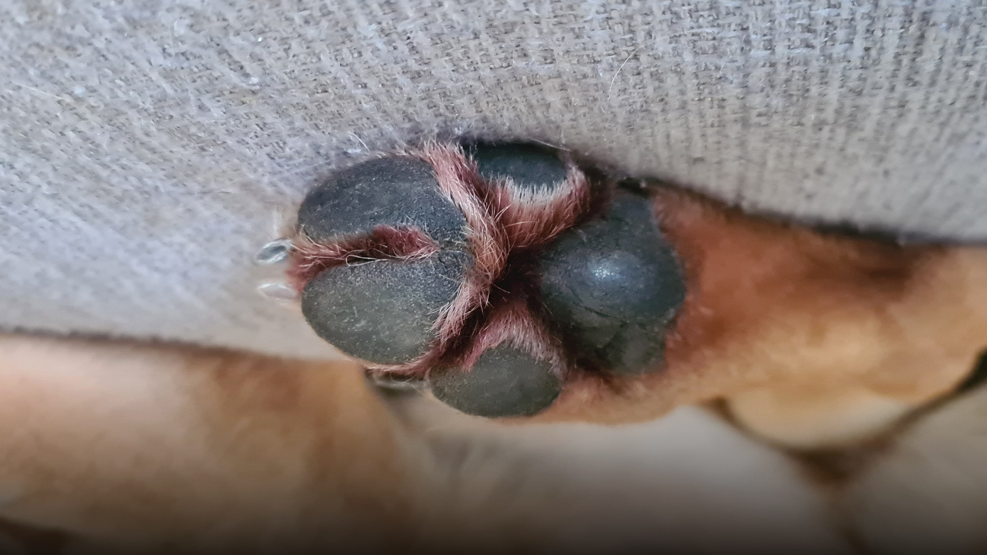 Macro close-up view of the textured pads and claws on a canine paw.